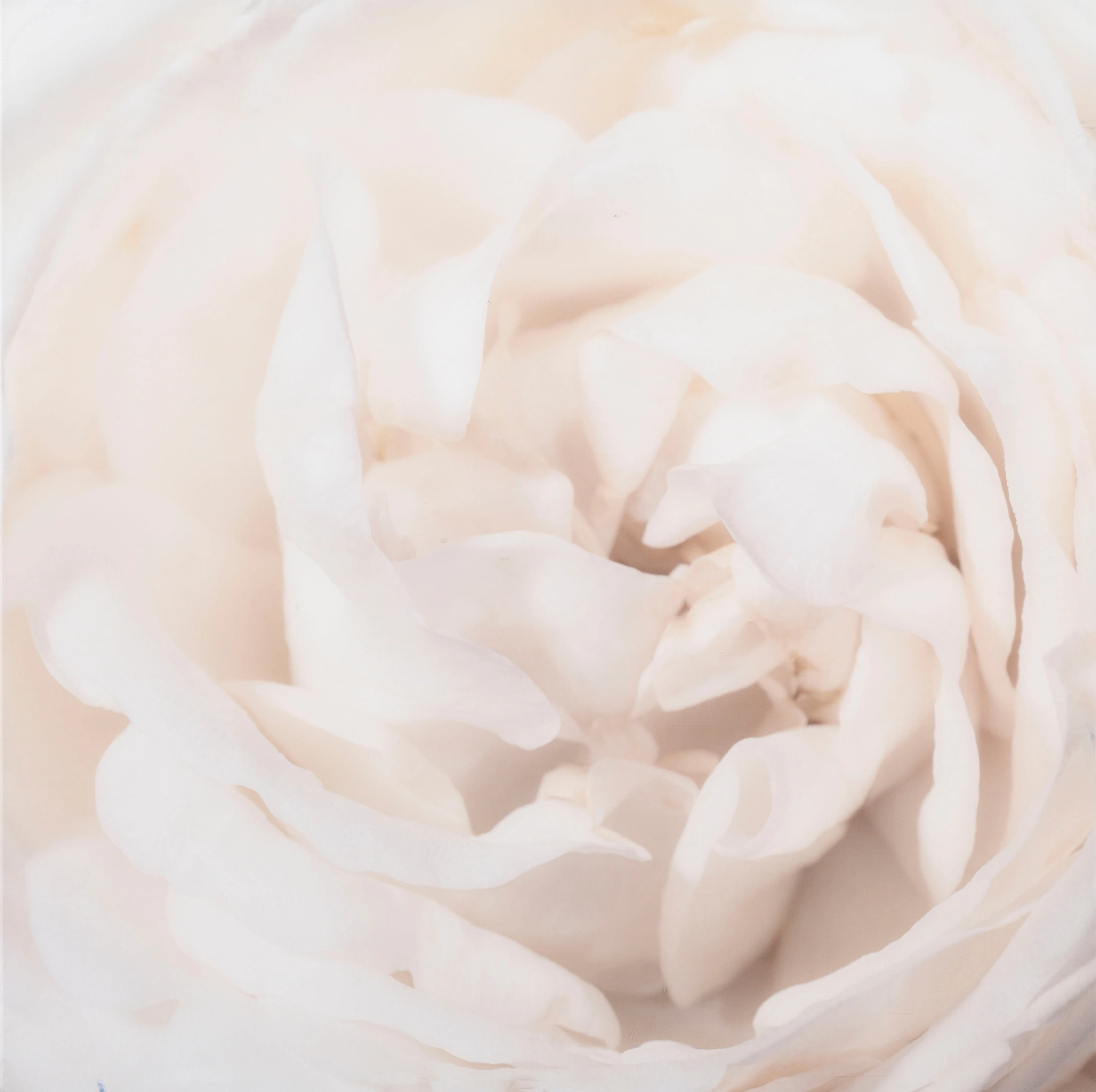 Sandrine & Riccardo Barilla (XX-XXI), "Rose Love", 2008, C-print (tirage
