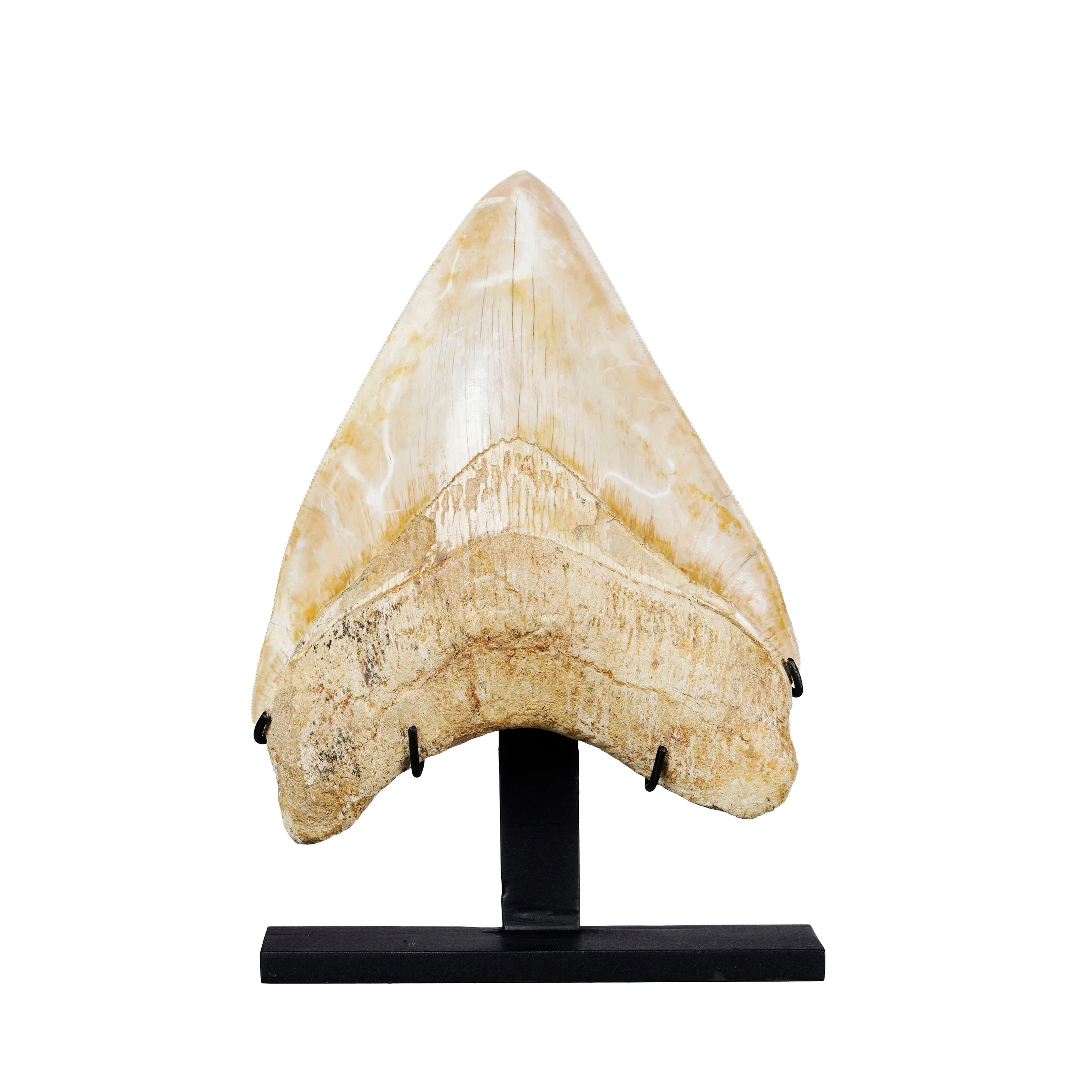 Dent de requin géant Carcharodon Megalodon, Java, Pliocène (5,3 -