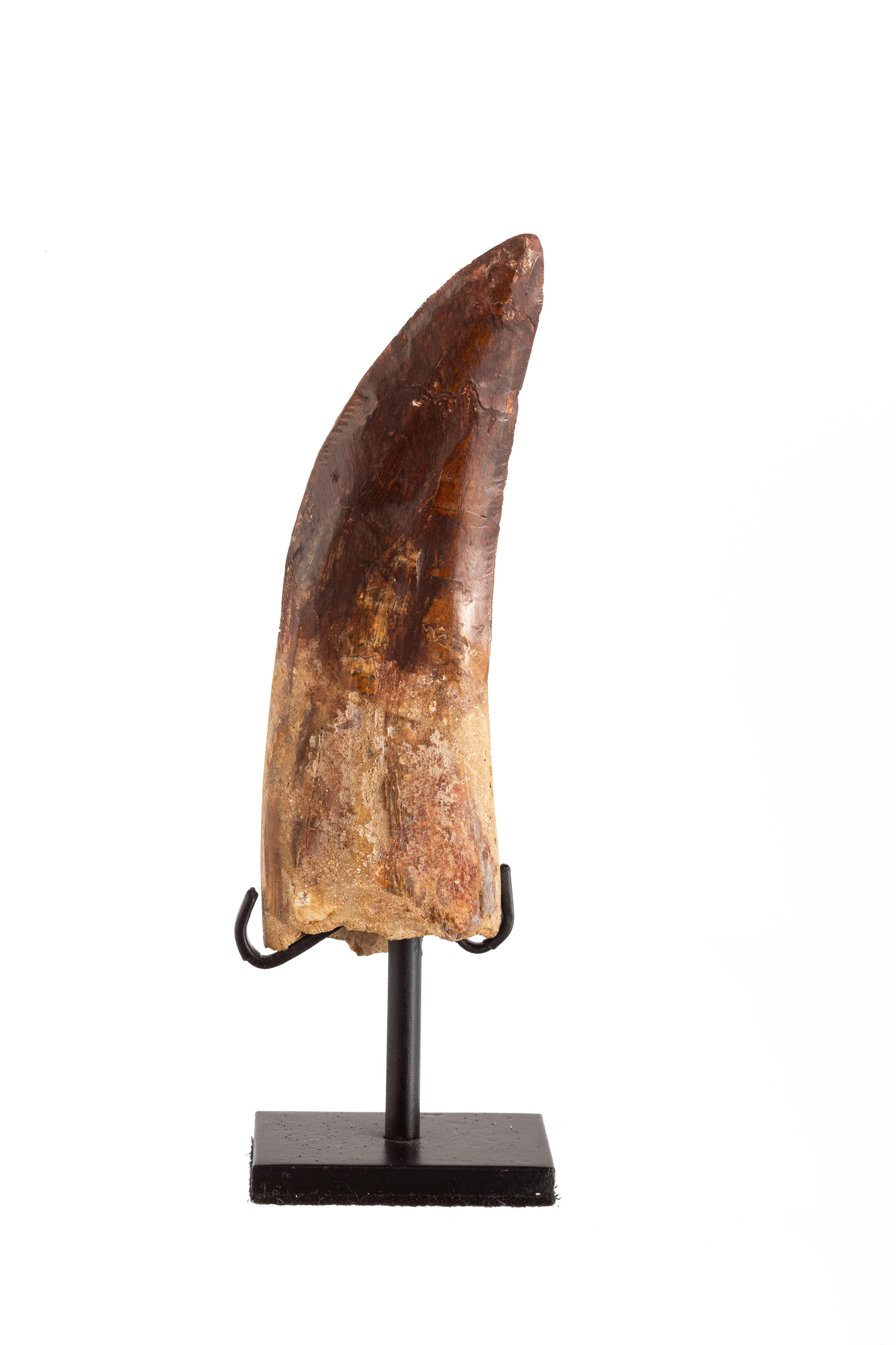 Grande dent de Carcharodontosaurus "T-Rex africain", Maroc, Crétacé