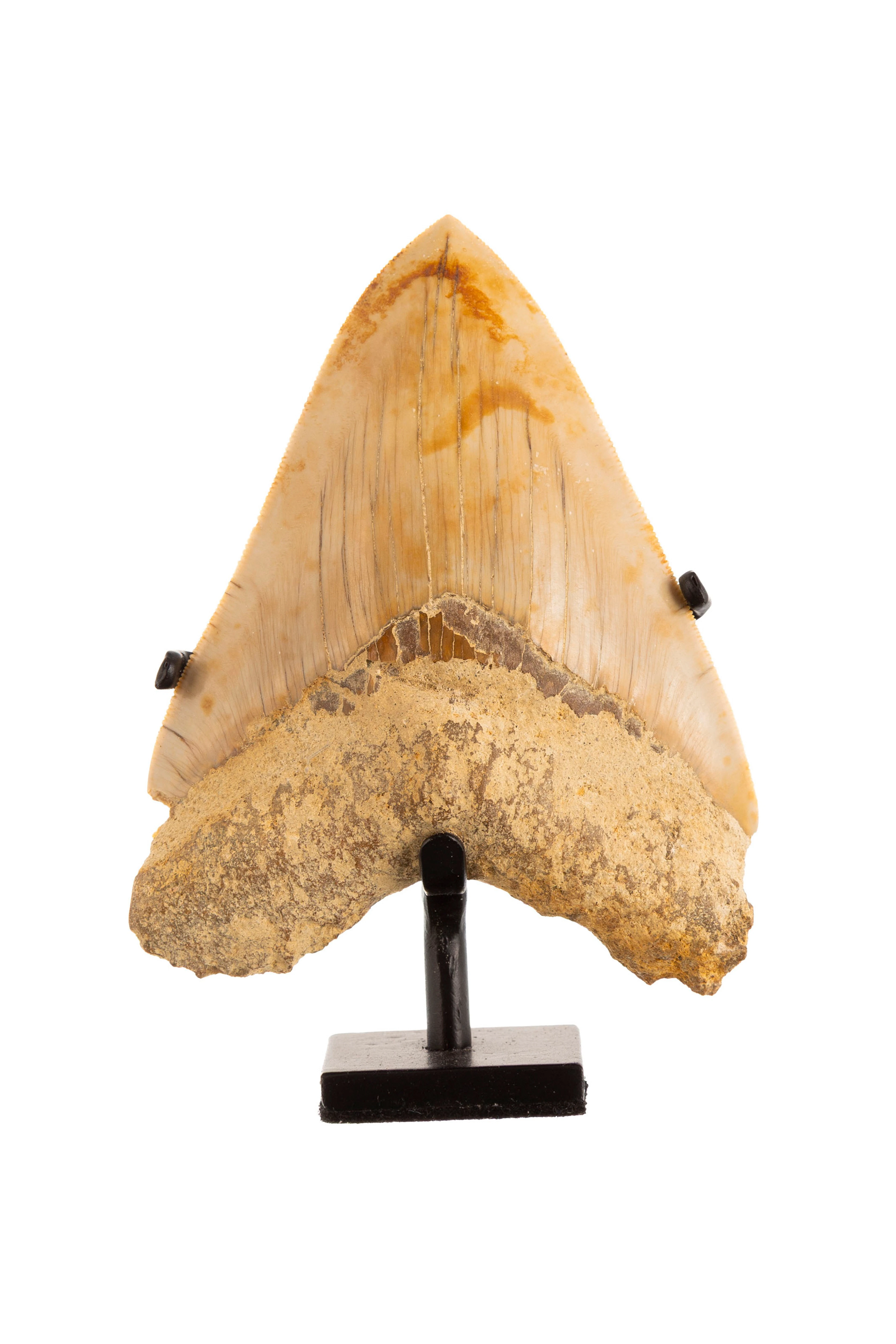 Dent de requin géant Carcharodon Megalodon, Java, Pliocène (5,3 -
