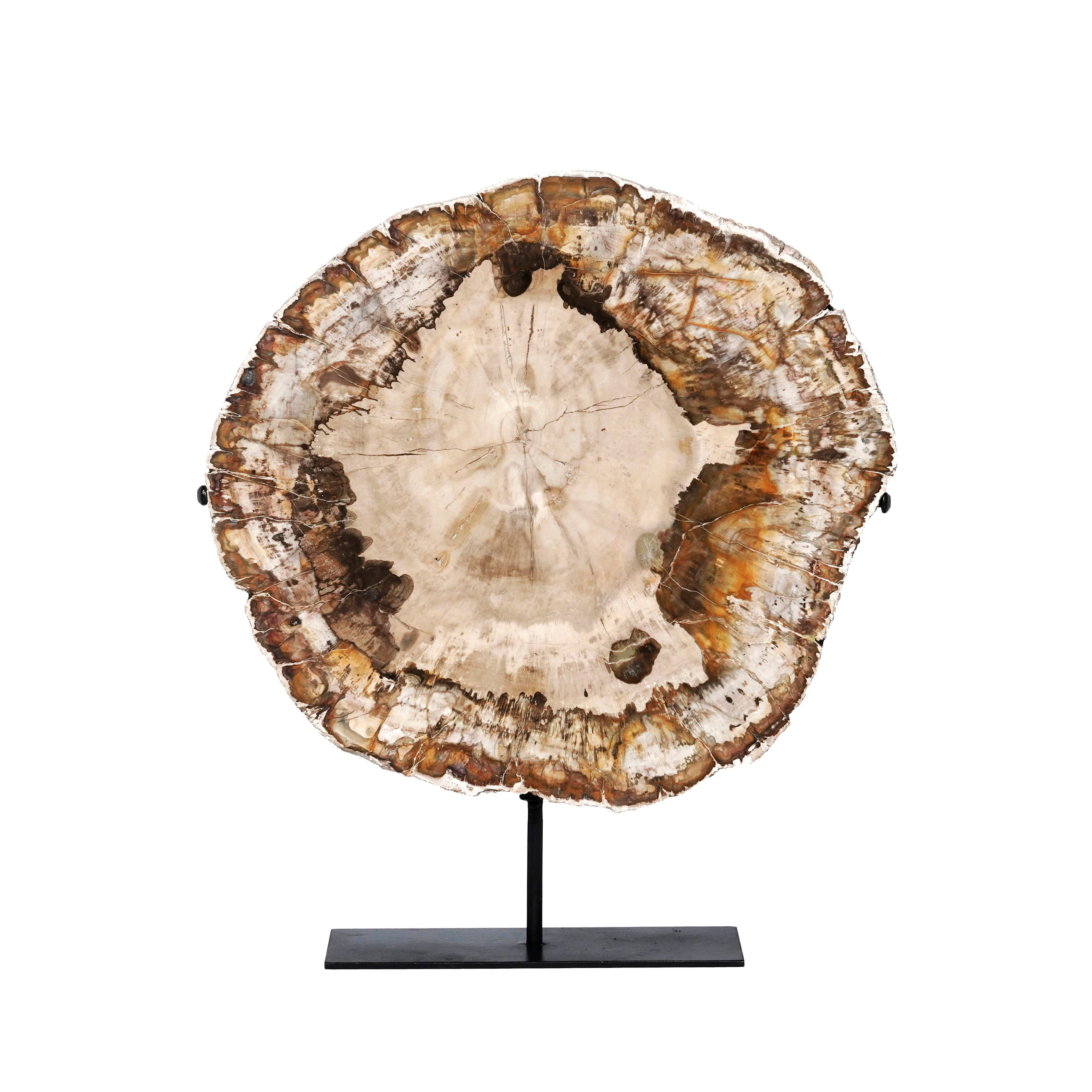 Tranche de bois fossilisé, Indonésie, Miocène aquitanien (\~22 millions