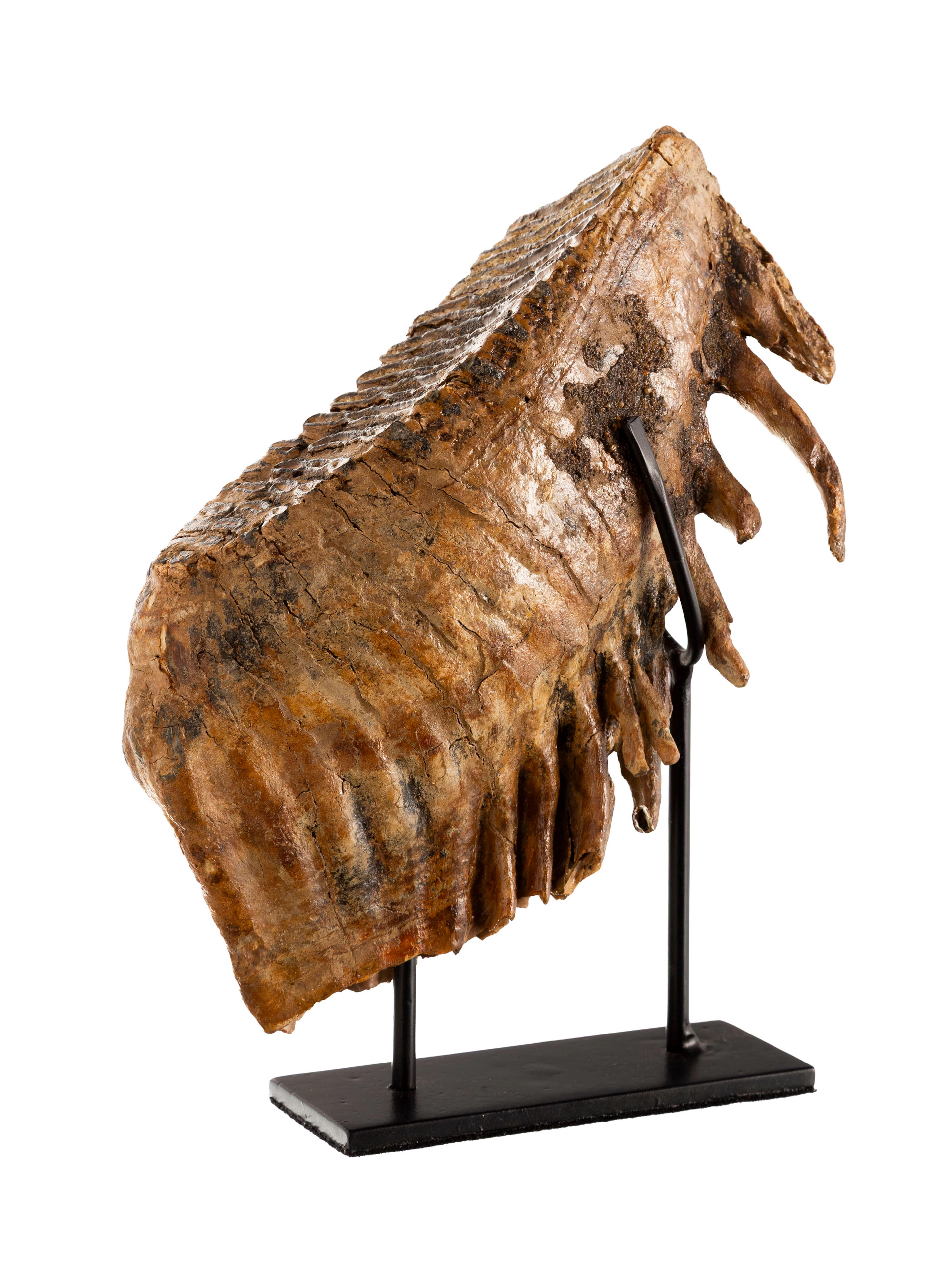 Dent de mammouth Mammuthus Primigenius, Mer du Nord, Pléistocène supérieur