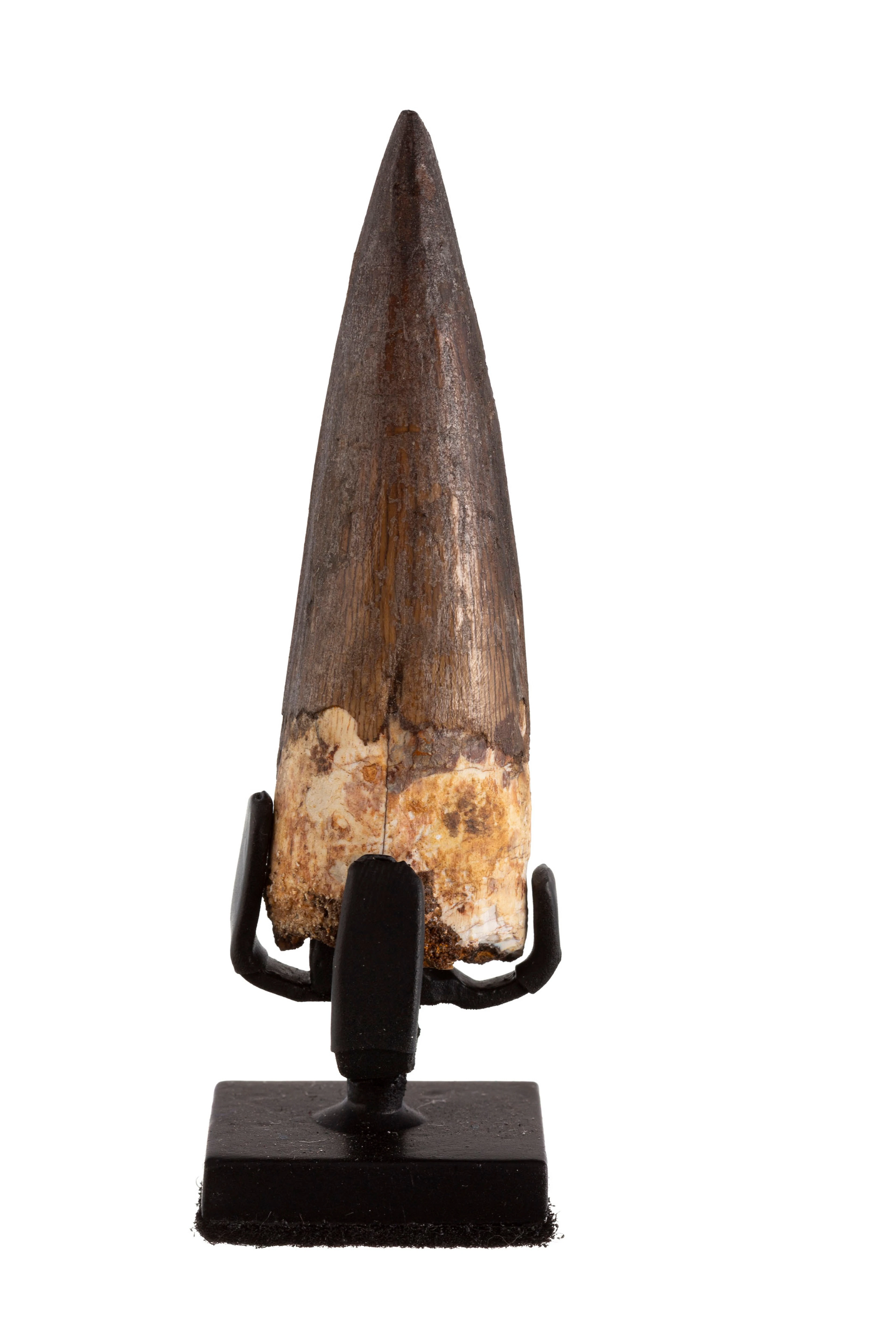 Dent de Spinosaurus aegyptiacus, Maroc, plateau des Kem Kem, Crétacé