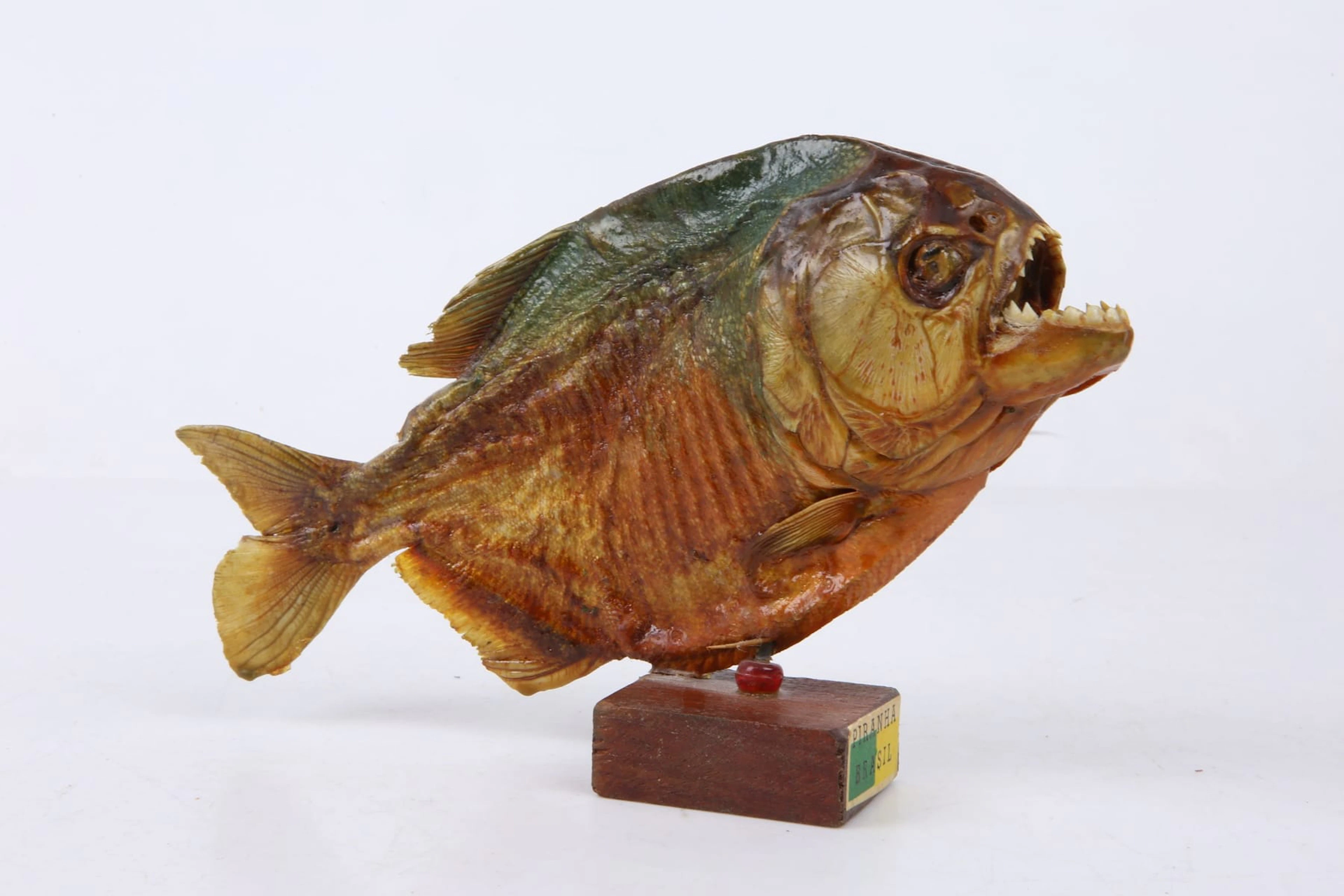 UPPSTOPPAD FISK, piraya / piranha, taxidermi, Brasilien