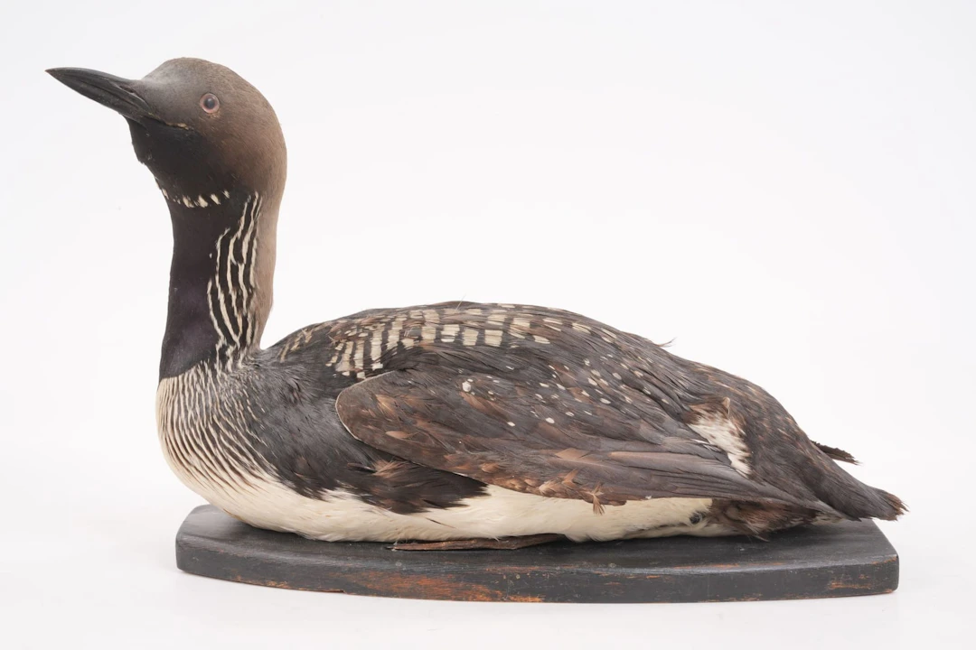 UPPSTOPPAD FÅGEL, storlom, taxidermi