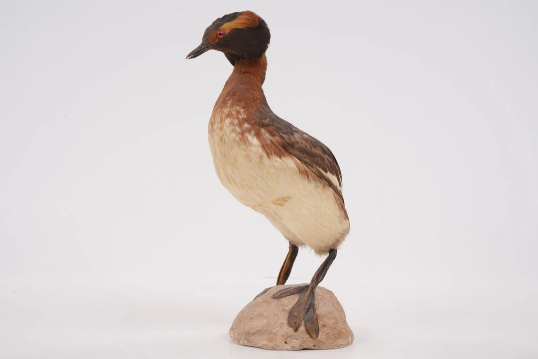 UPPSTOPPAD FÅGEL, svarthakedopping, taxidermi