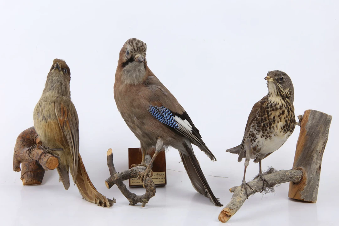 UPPSTOPPADE FÅGLAR, 3 st, lavskrika, nötskrika, samt björktrast, taxidermi