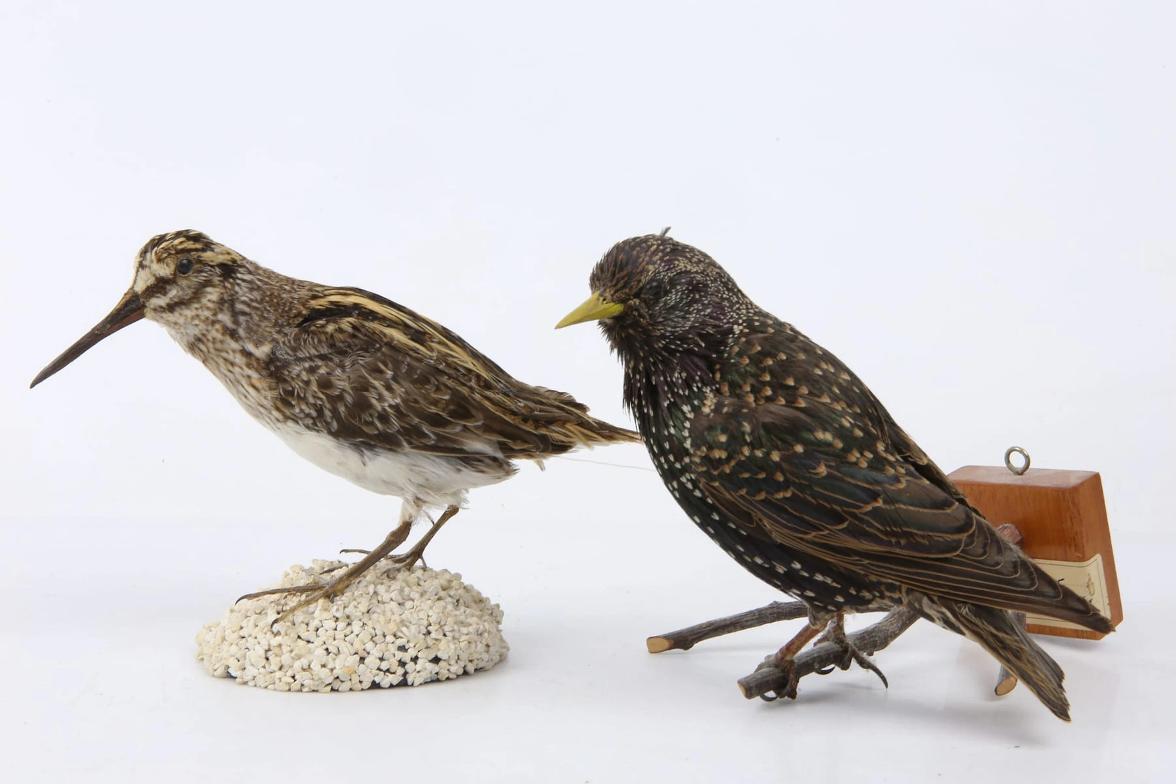 UPPSTOPPADE FÅGLAR, 2 st, dvärgbeckasin resp. stare, taxidermi