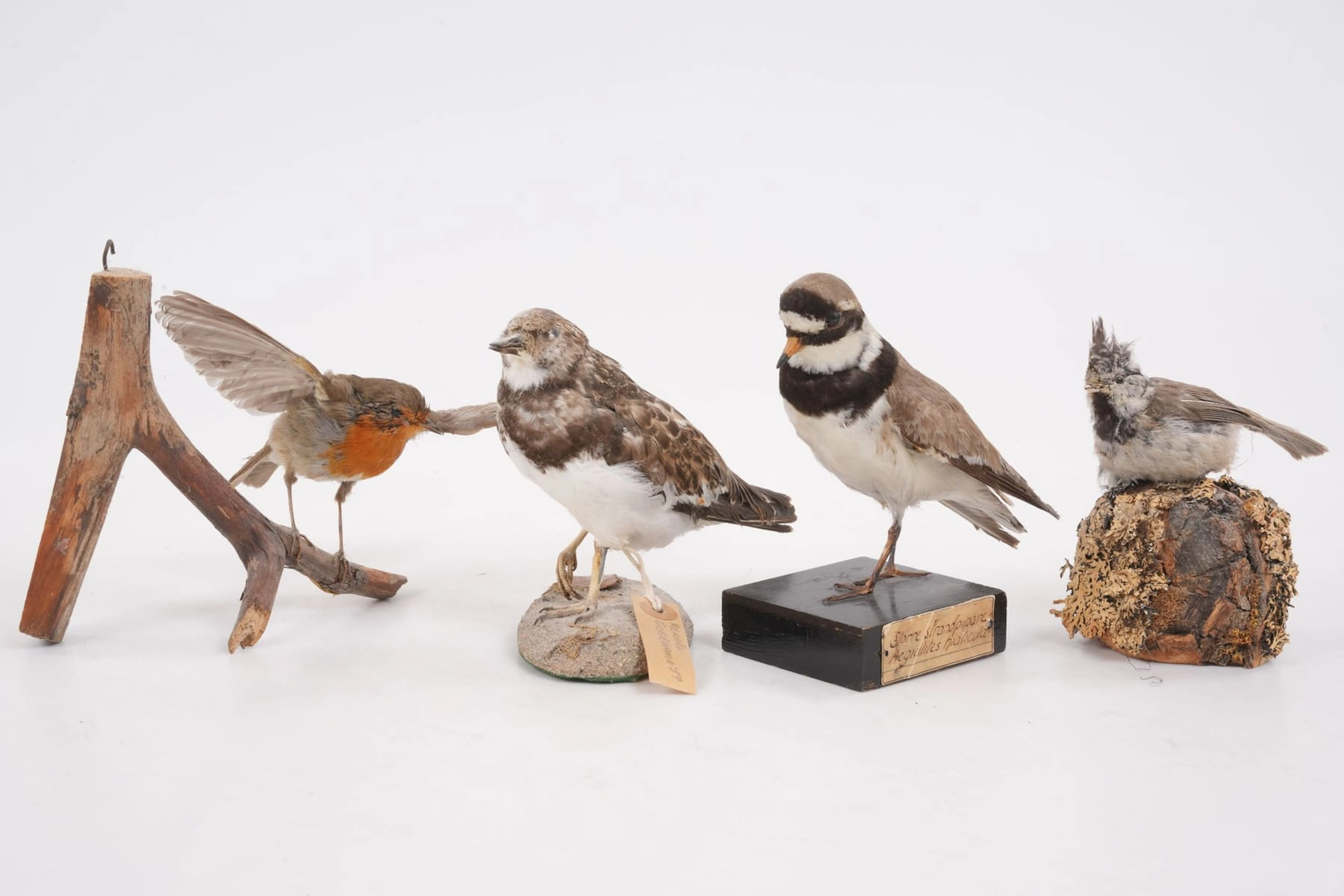 UPPSTOPPADE FÅGLAR, 4 st, taxidermi