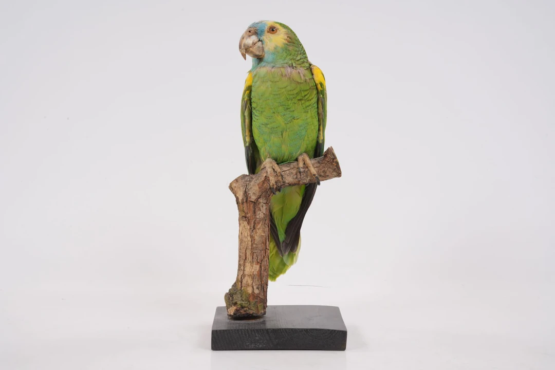 UPPSTOPPAD PAPEGOJA, blåpannad amazon, taxidermi