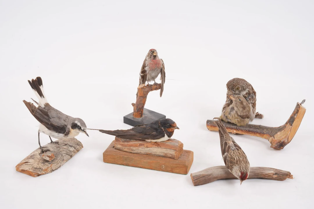 UPPSTOPPADE FÅGLAR, 5 st, taxidermi