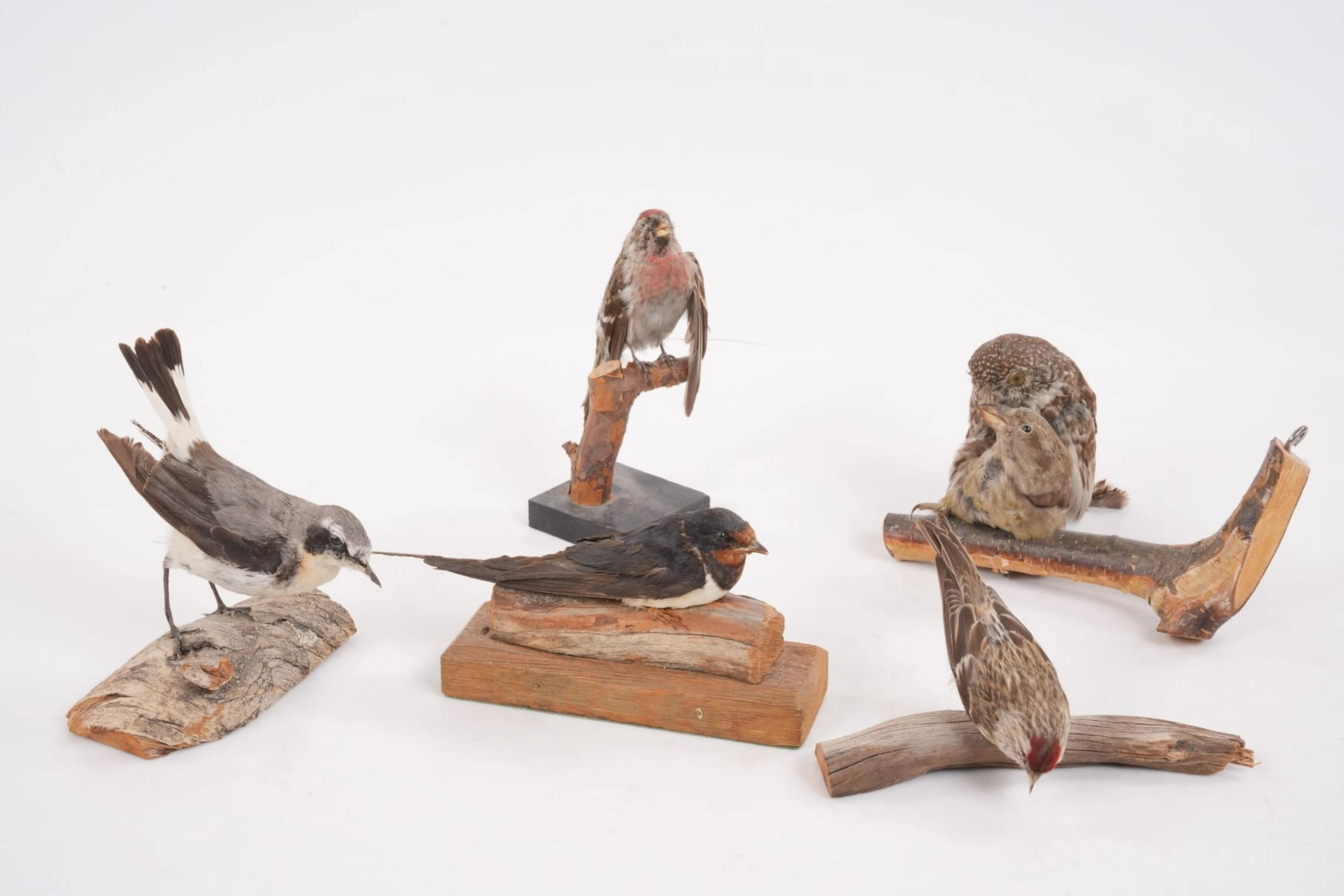 UPPSTOPPADE FÅGLAR, 5 st, taxidermi