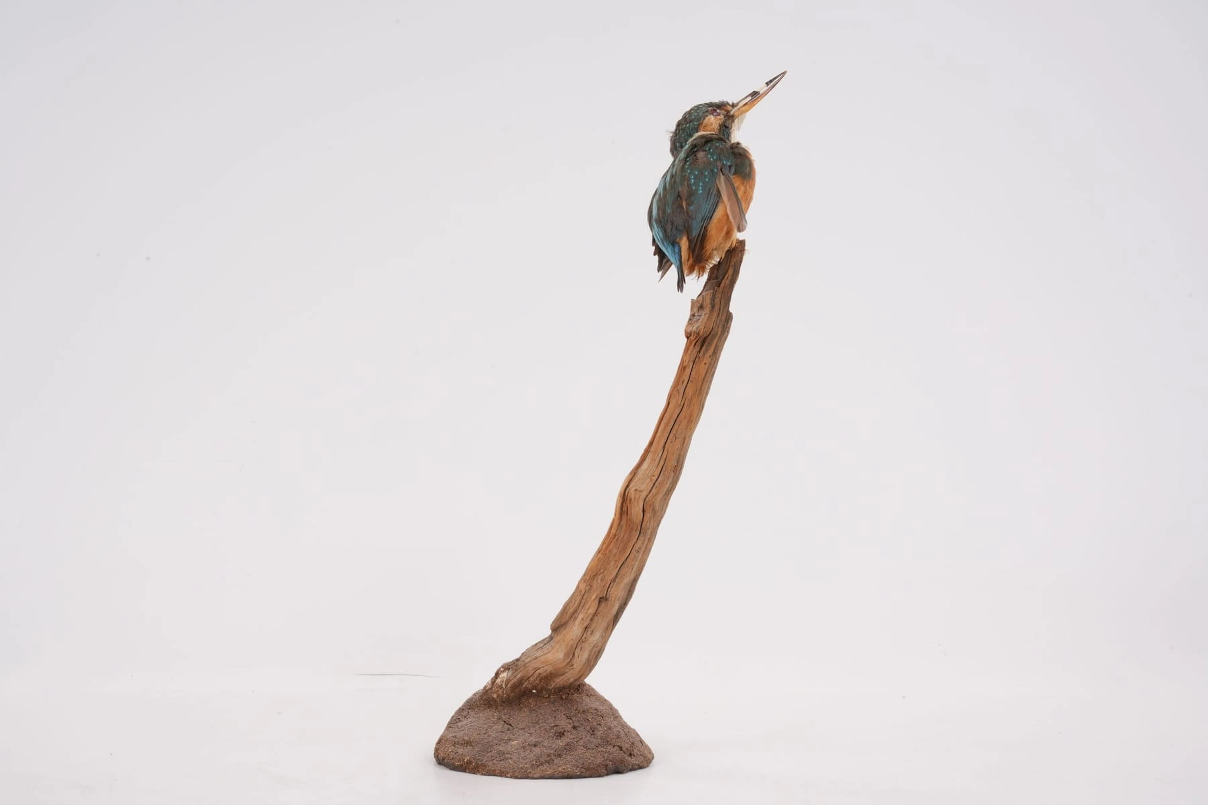 UPPSTOPPAD FÅGEL, kungsfiskare, taxidermi