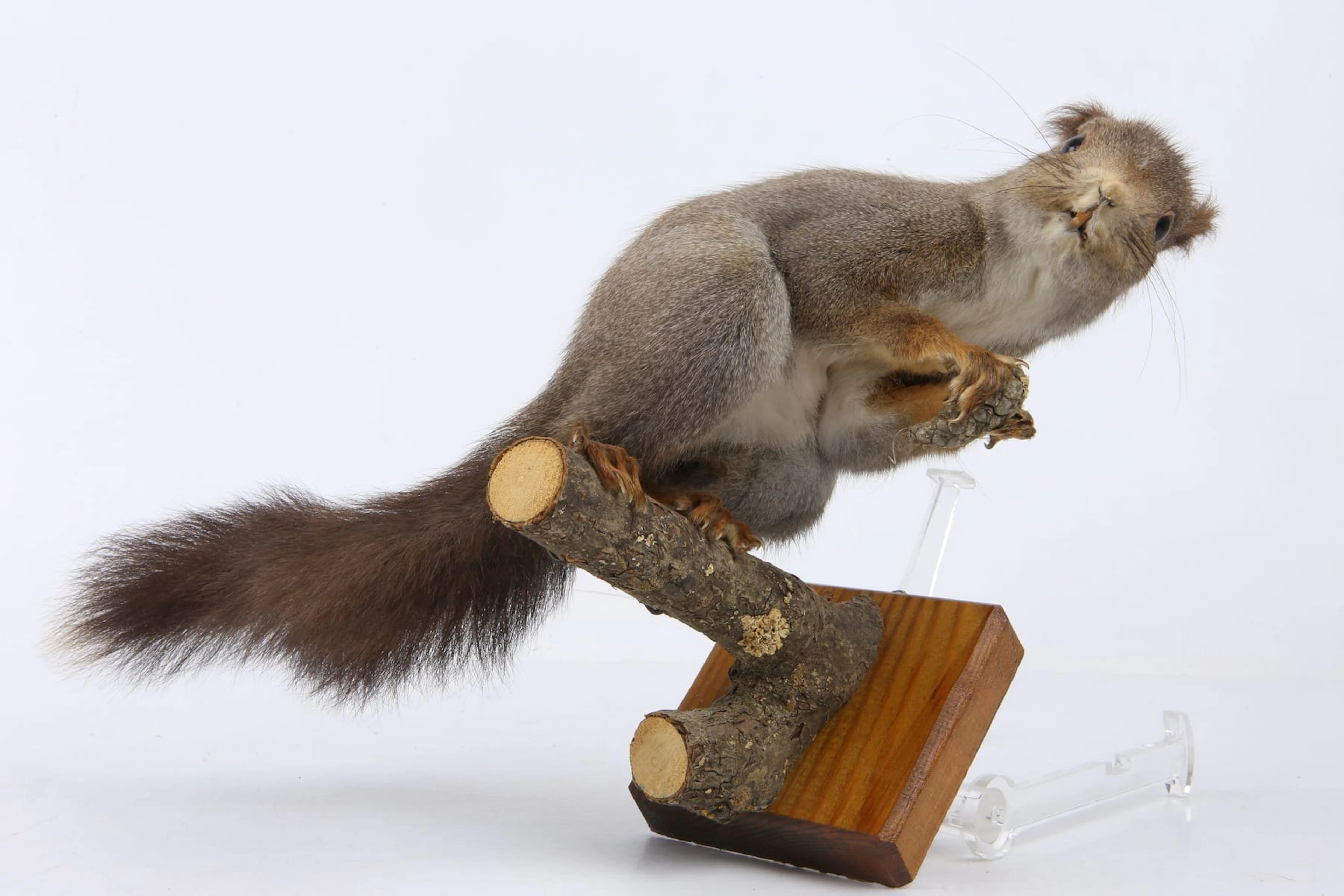 UPPSTOPPAD ekorre, taxidermi
