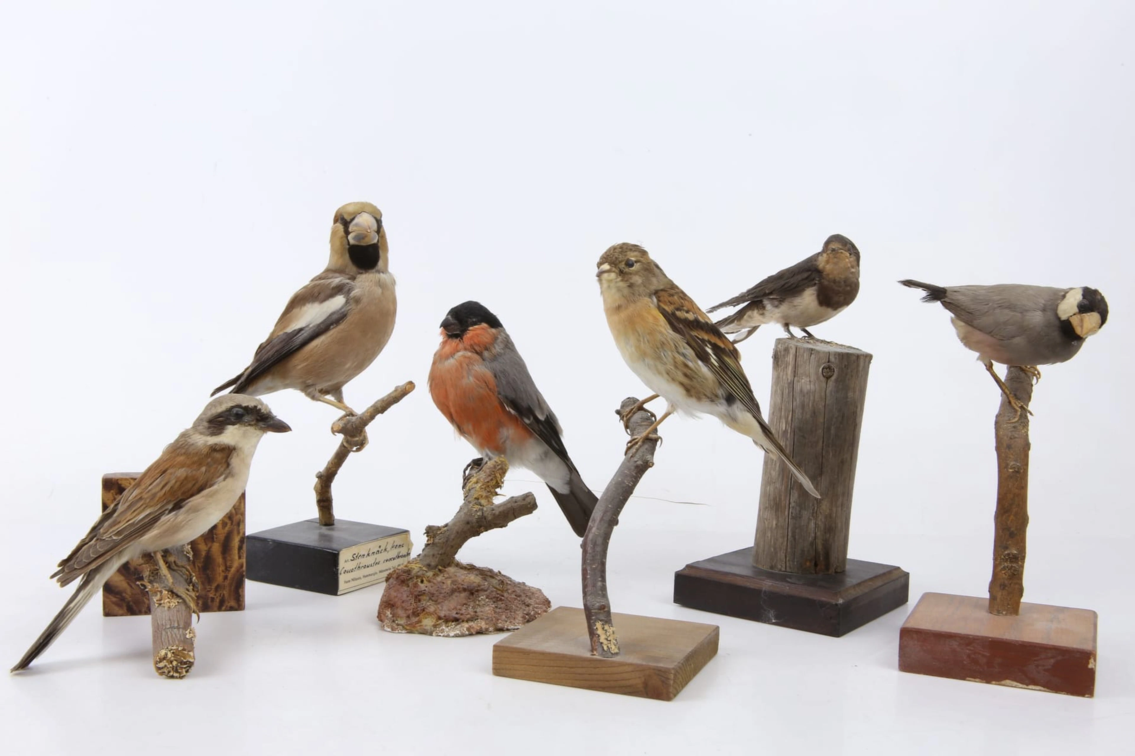 UPPSTOPPADE FÅGLAR, 6 st, bl.a. stenknäck, ladusvala, taxidermi