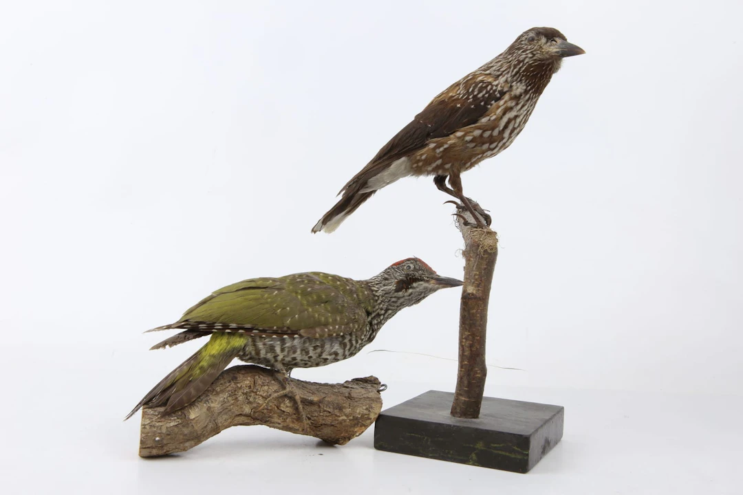 UPPSTOPPADE FÅGLAR, 2 st, gröngöling, resp. nötskrika, taxidermi