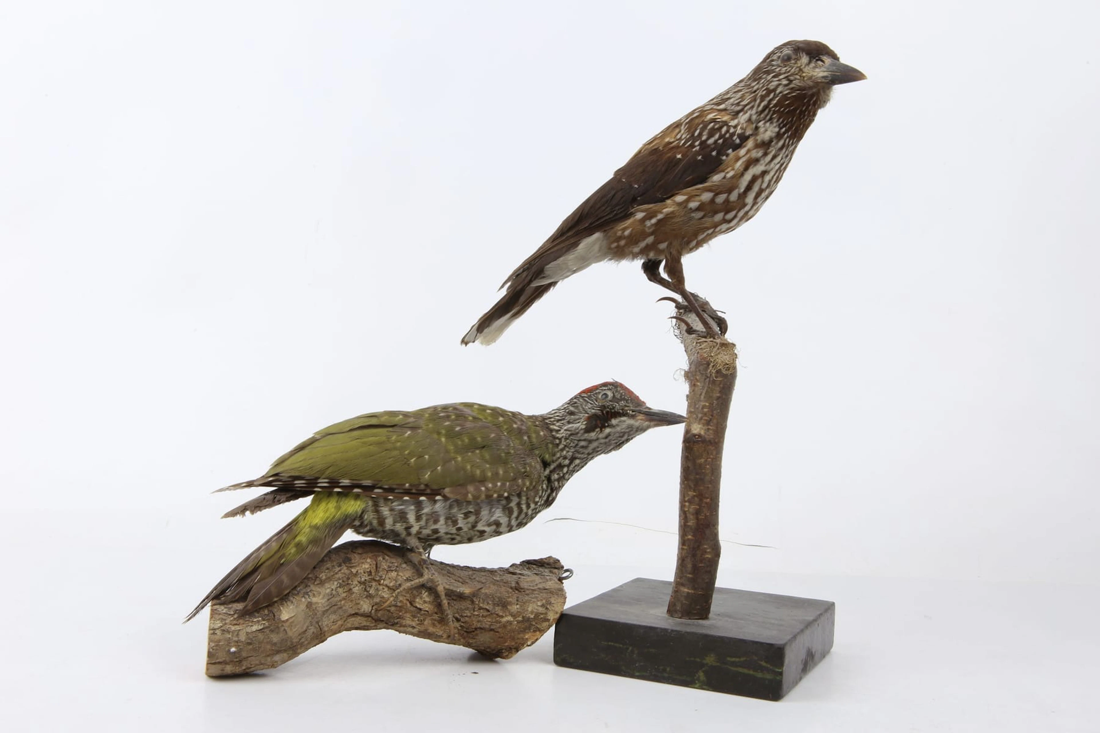 UPPSTOPPADE FÅGLAR, 2 st, gröngöling, resp. nötskrika, taxidermi