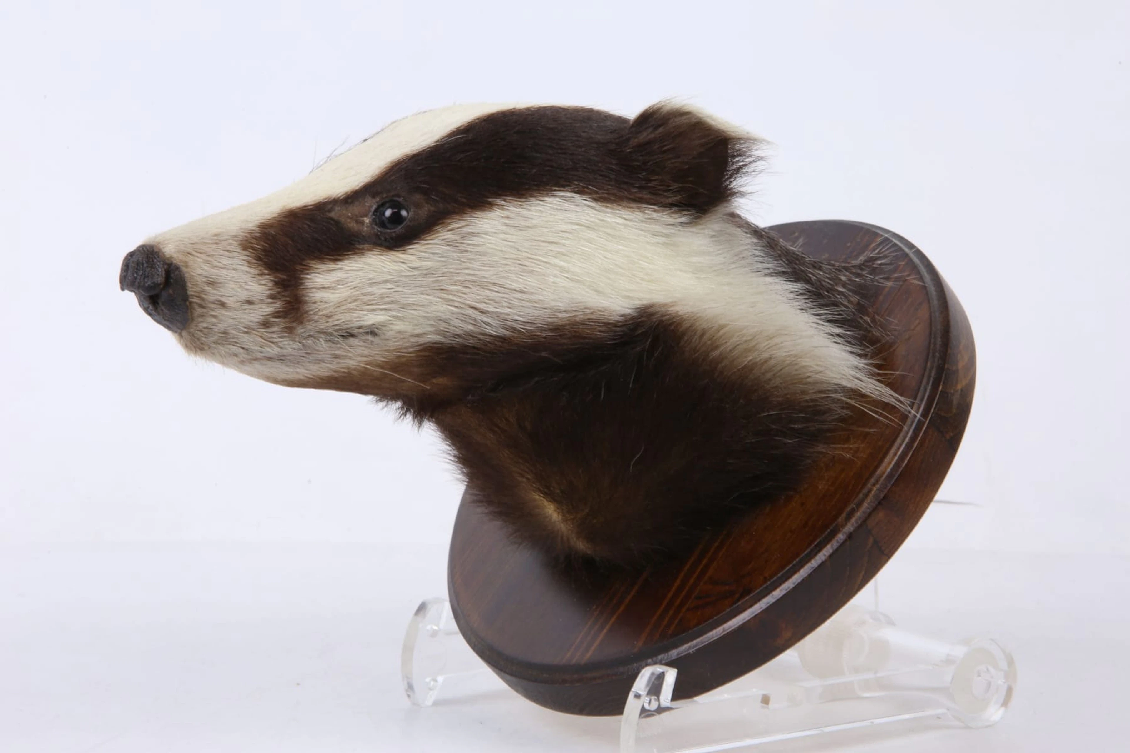 UPPSTOPPAT DJUR, grävlingshuvud, taxidermi