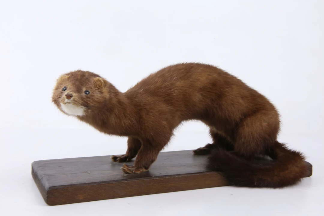 UPPSTOPPAD mård, taxidermi