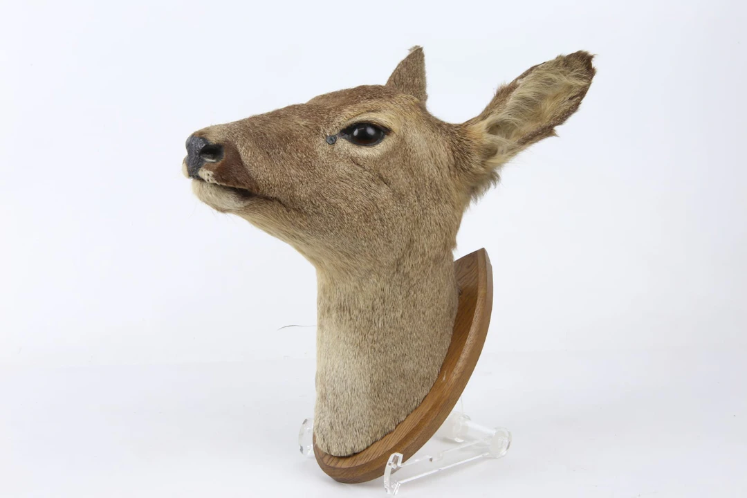 UPPSTOPPAT RÅDJUR, huvud, monterad på sköld, taxidermi