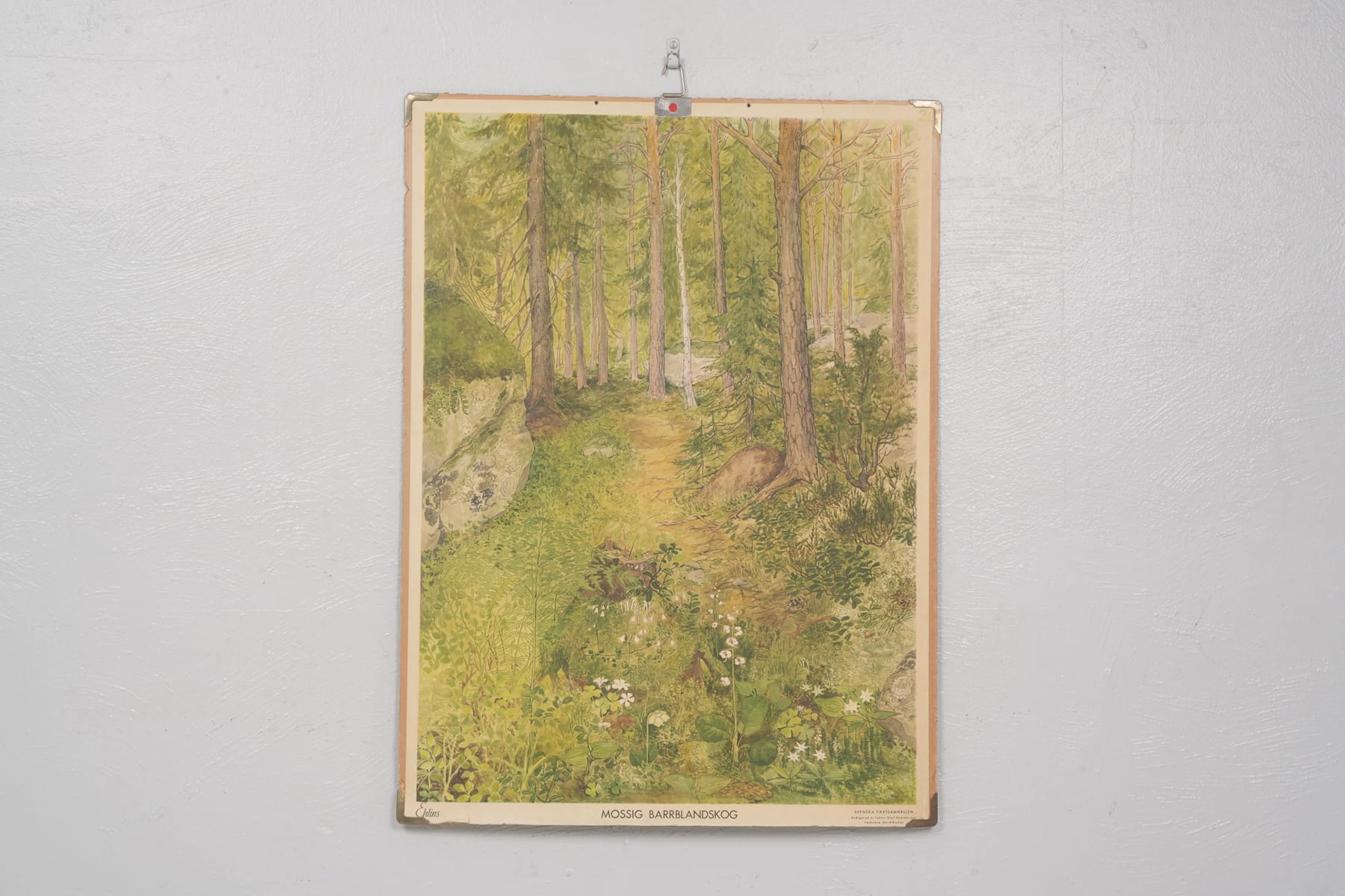 SKOLPLANSCH, "Mossig barrblandskog", Ehlins