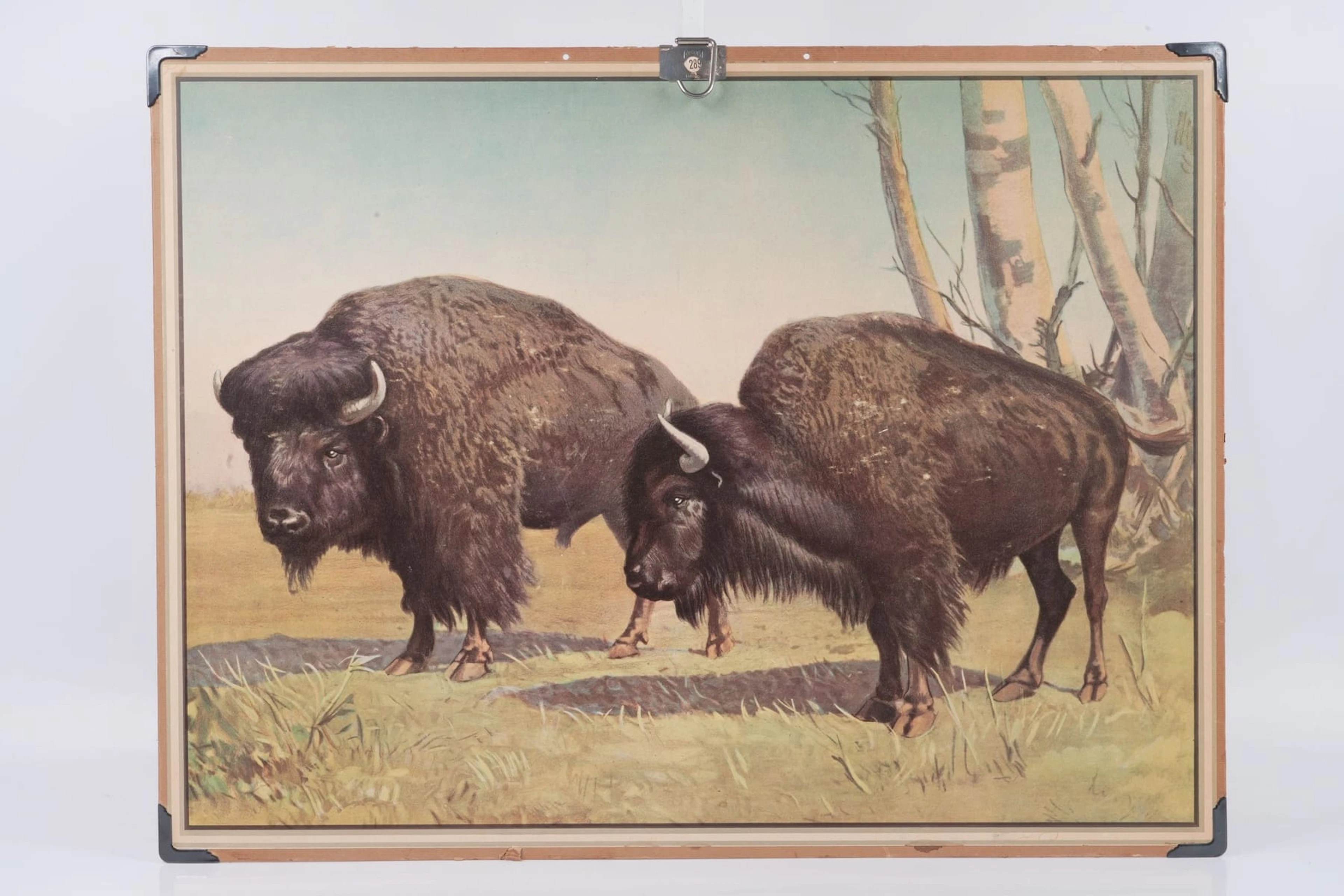 SKOLPLANSCH, "Bisonoxe", Svenska skolmaterielförlaget, Stockholm