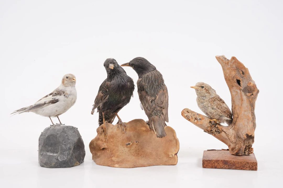 UPPSTOPPADE FÅGLAR, 3 st, taxidermi