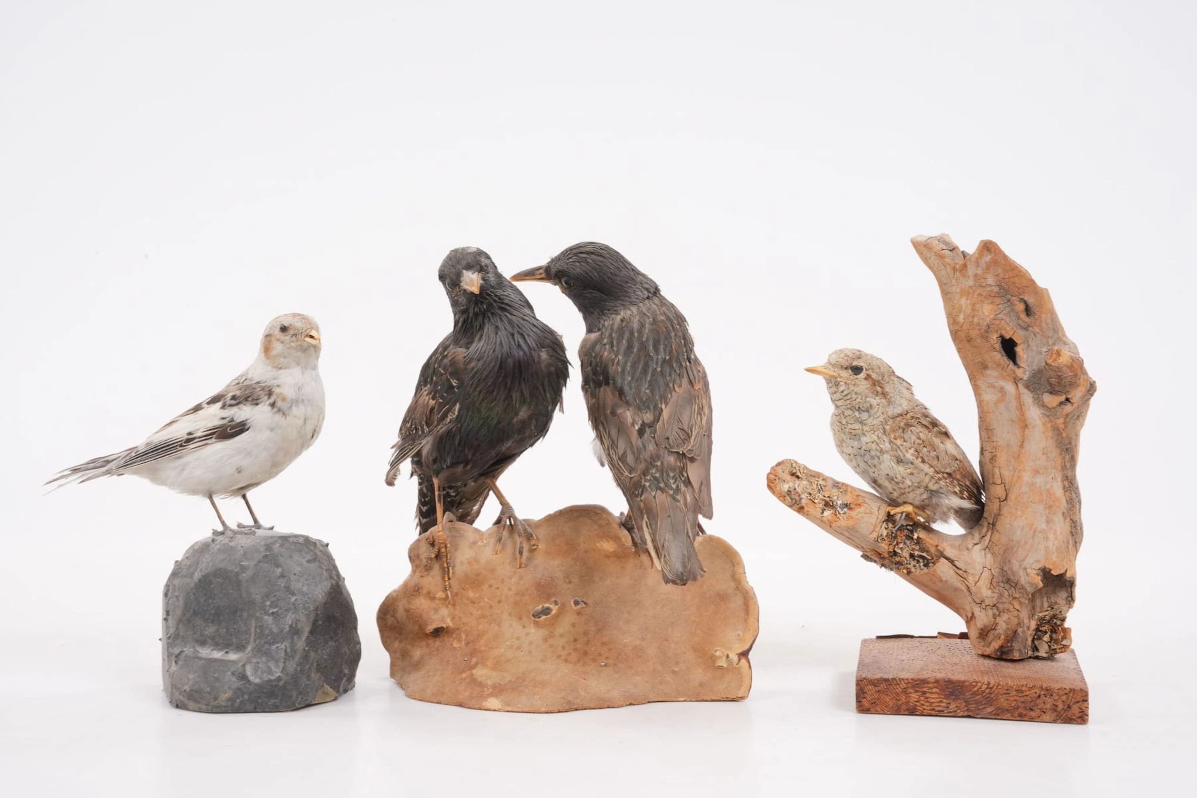 UPPSTOPPADE FÅGLAR, 3 st, taxidermi
