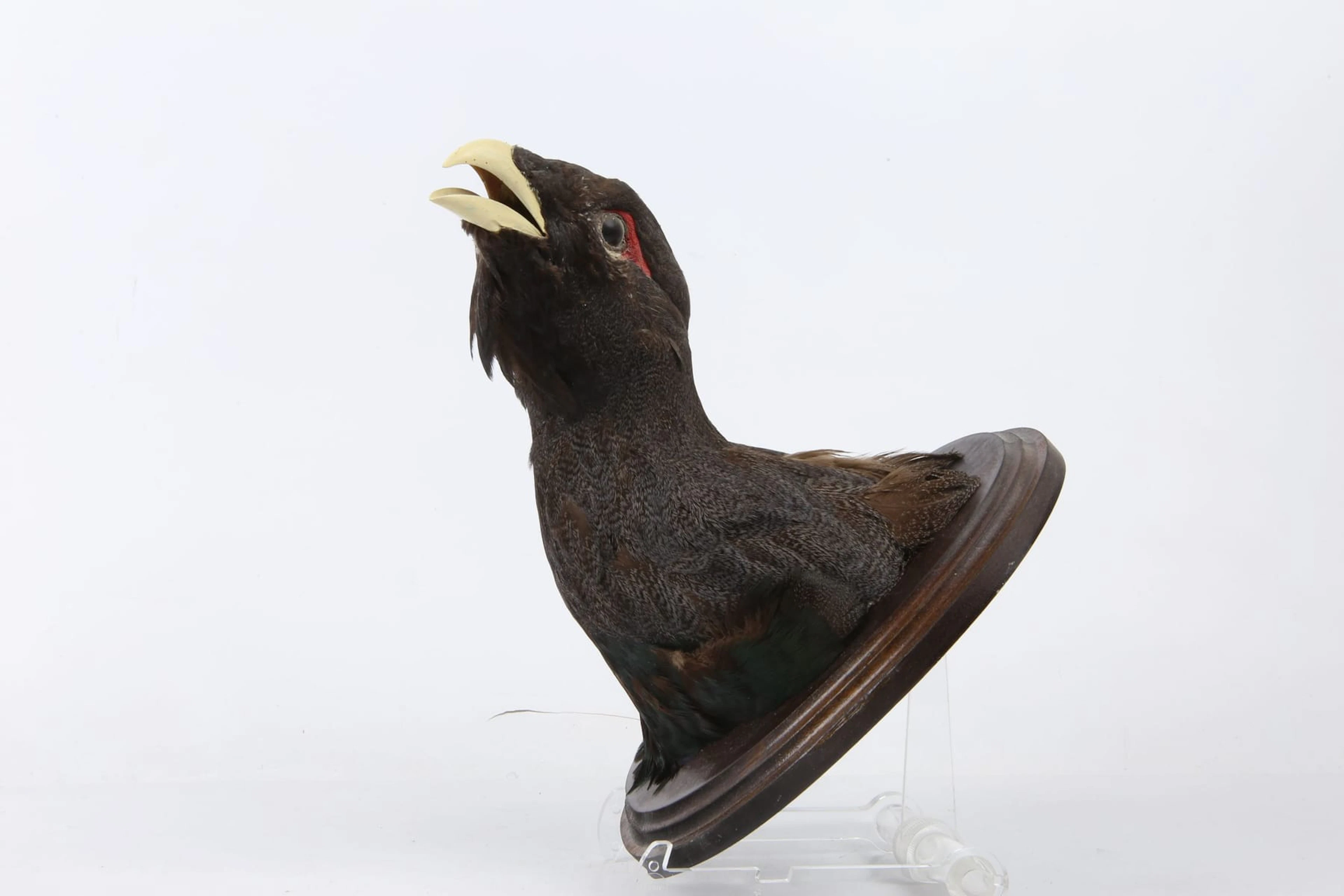 UPPSTOPPAD FÅGEL, tjäderhuvud, taxidermi