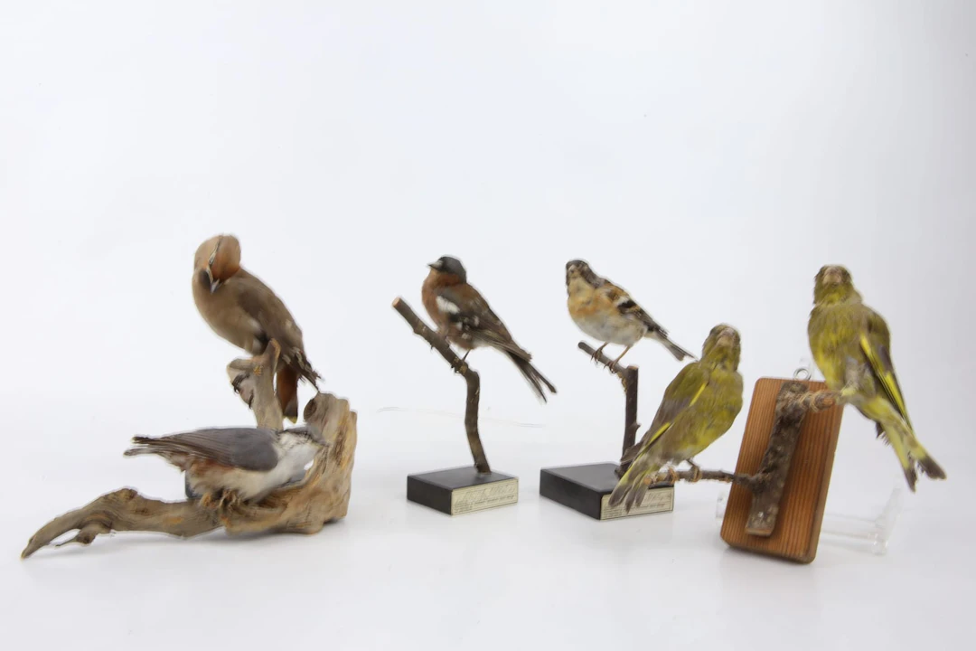 UPPSTOPPADE FÅGLAR, 5 st, bl.a. bergfink, bofink, taxidermi