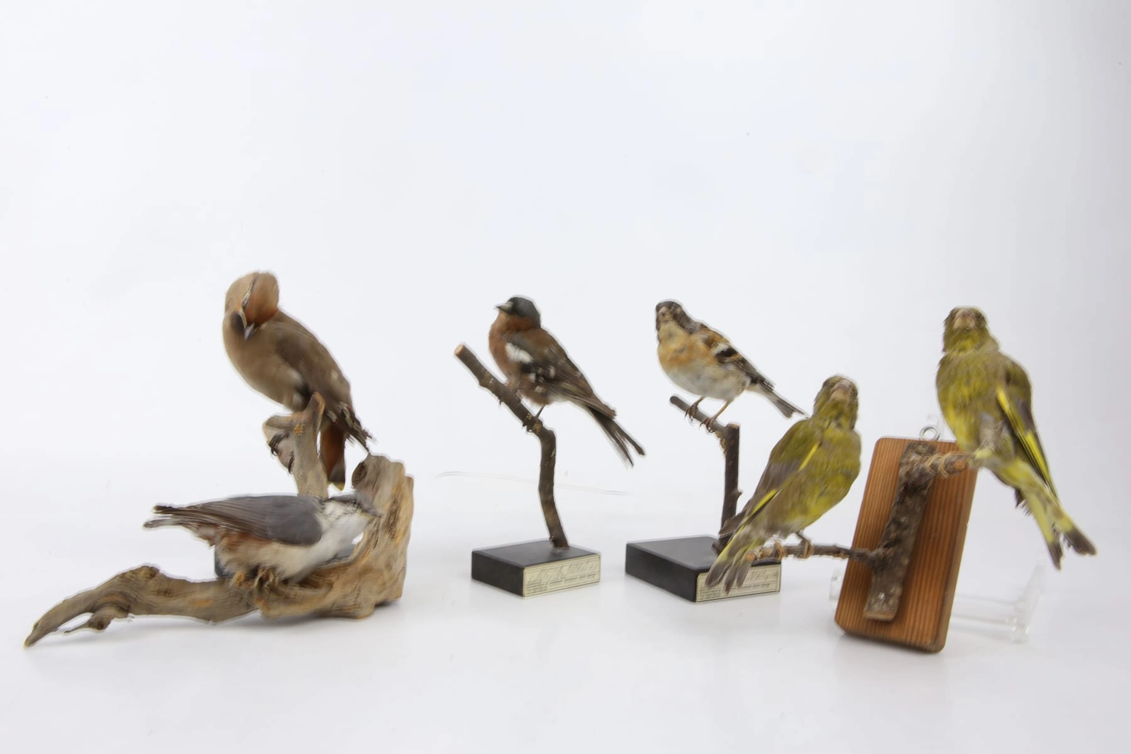 UPPSTOPPADE FÅGLAR, 5 st, bl.a. bergfink, bofink, taxidermi