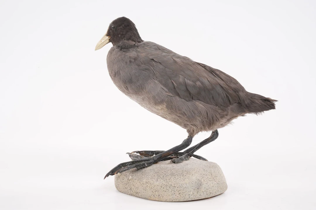 UPPSTOPPAD FÅGEL, sothöna, taxidermi