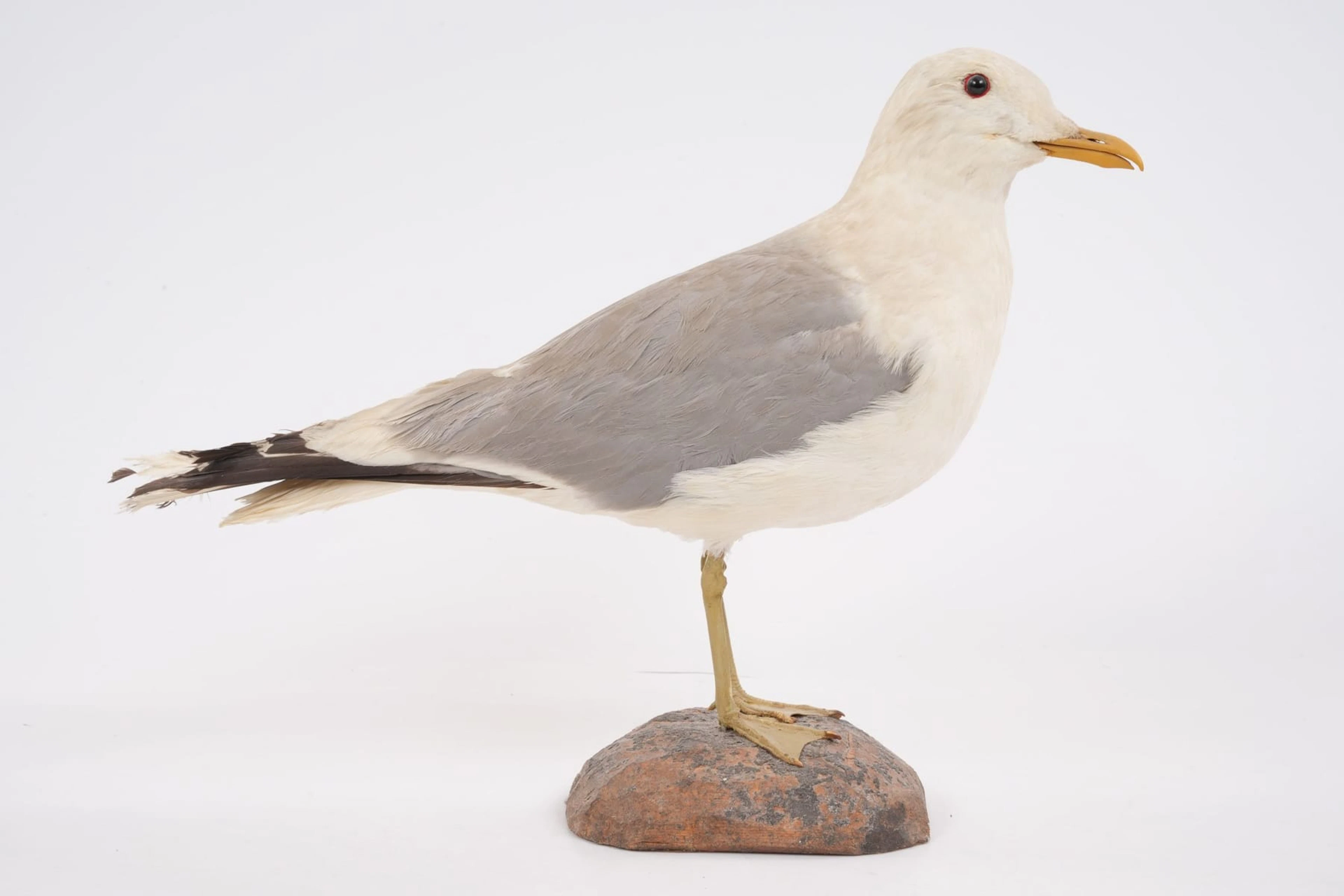 UPPSTOPPAD FÅGEL, fiskmås, taxidermi