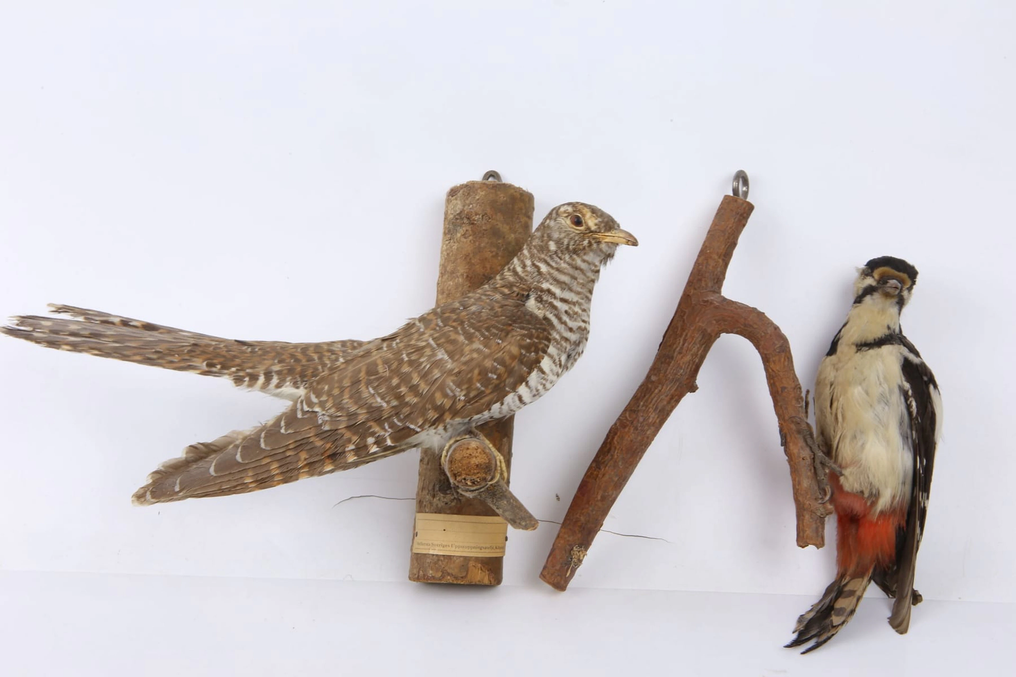 UPPSTOPPADE FÅGLAR, 2 st, gök resp. nötskrika, taxidermi