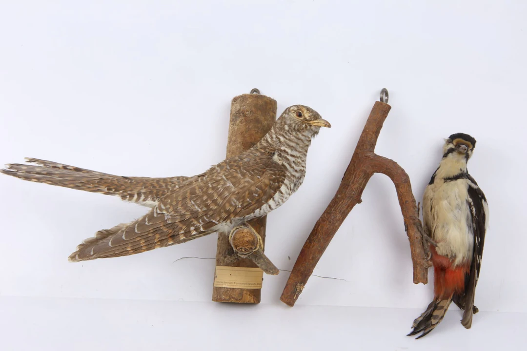 UPPSTOPPADE FÅGLAR, 2 st, gök resp. nötskrika, taxidermi