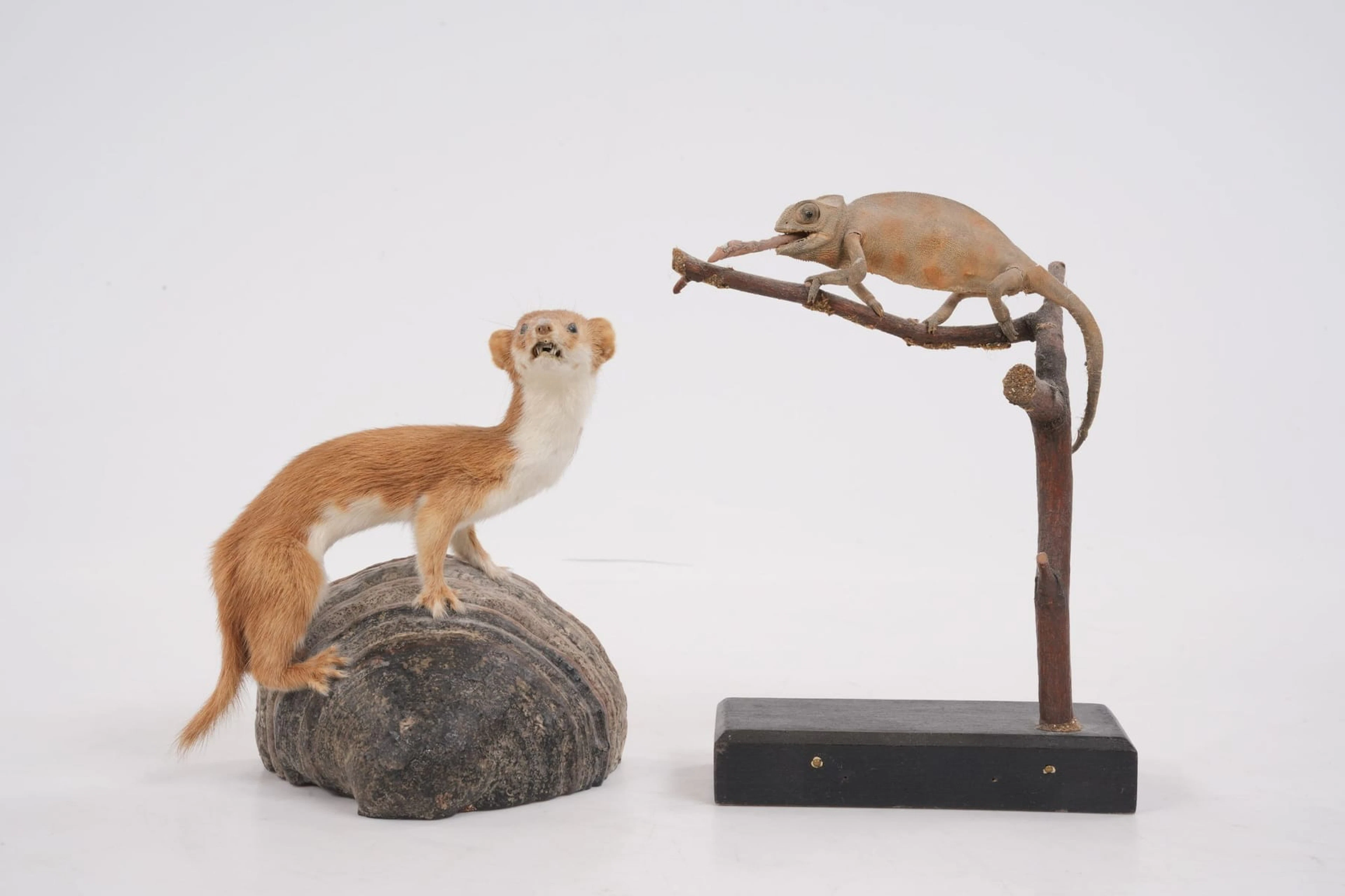 UPPSTOPPADE DJUR, småvessla, samt kameleont, taxidermi
