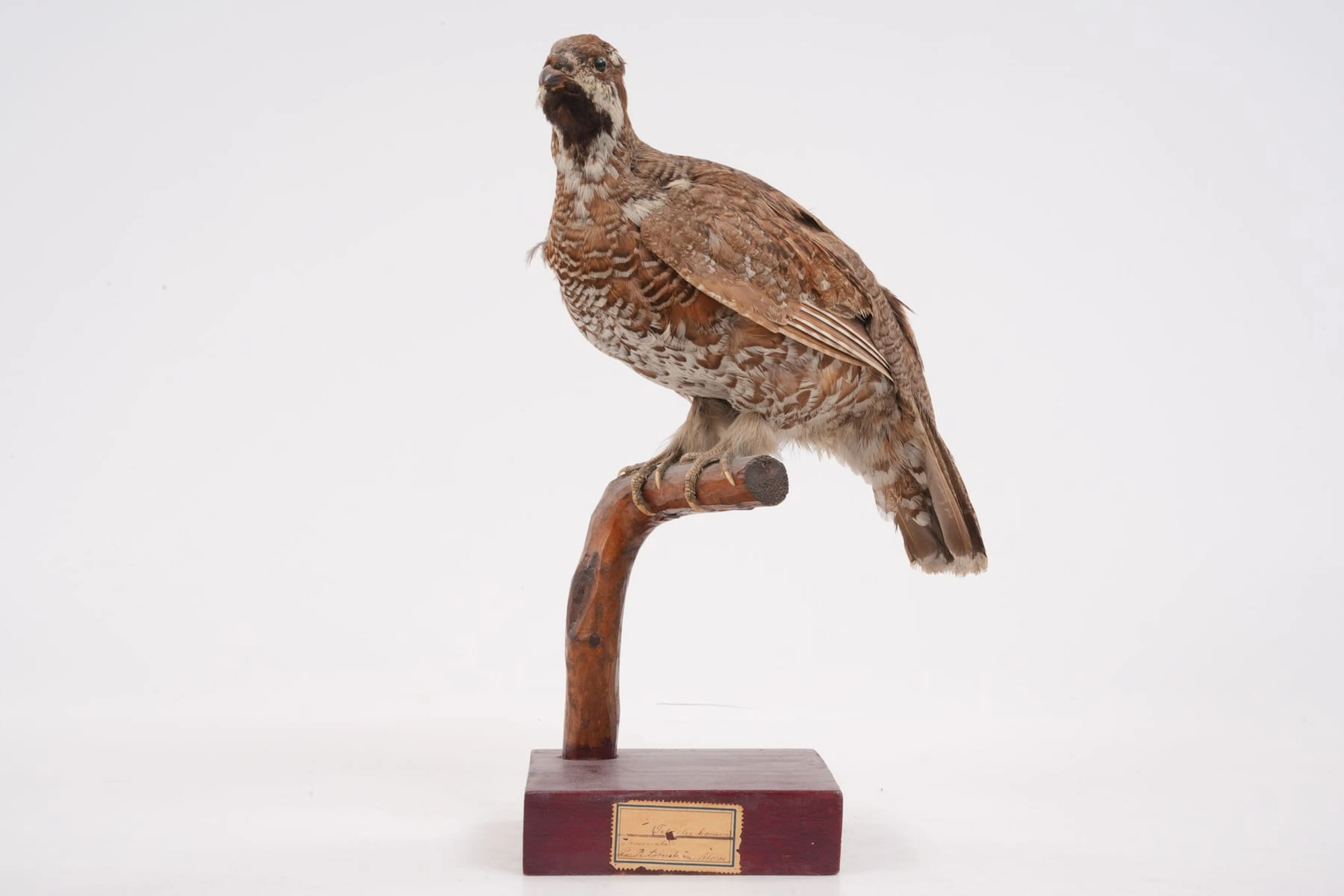 UPPSTOPPAD FÅGEL, järpe, taxidermi