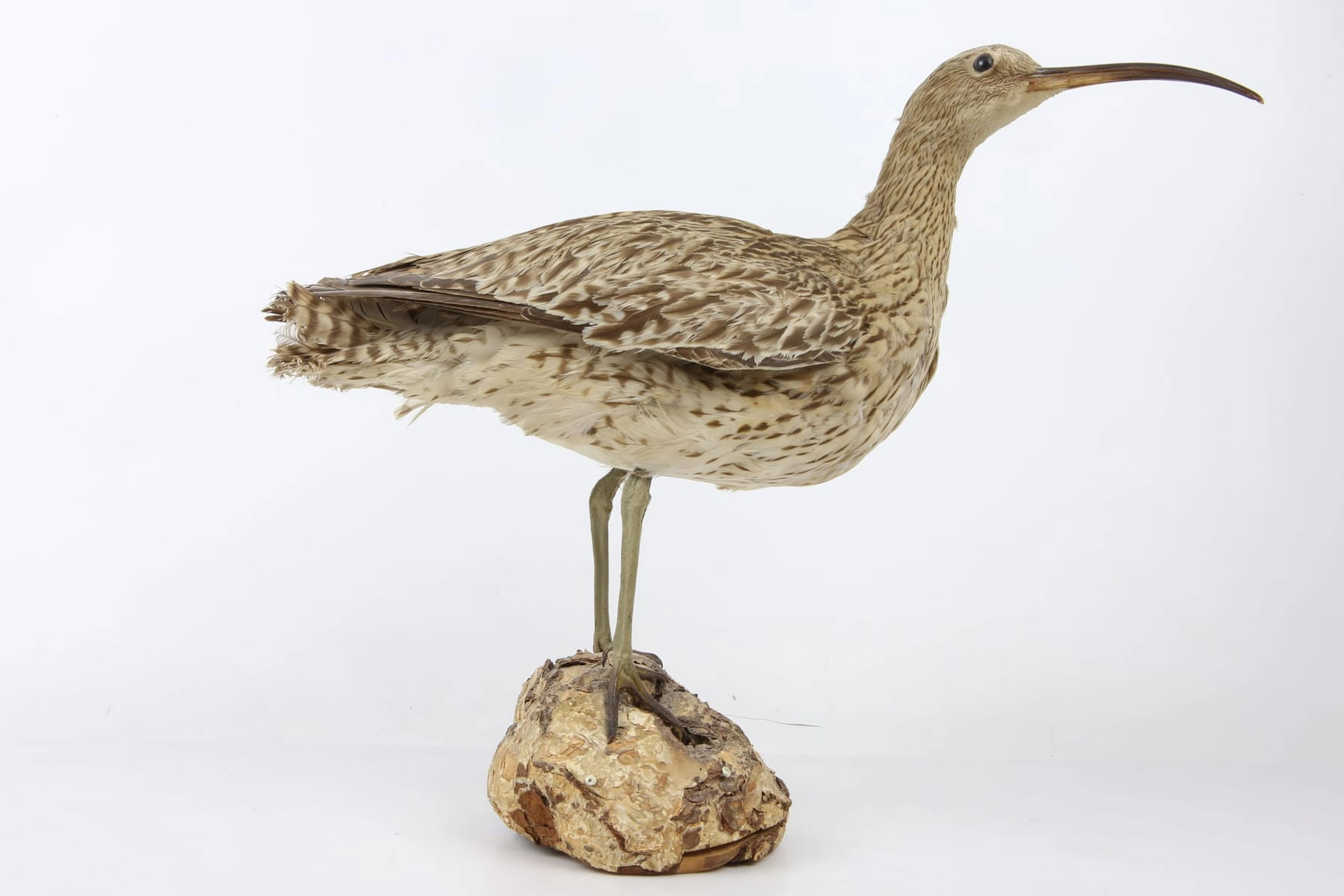 UPPSTOPPAD FÅGEL, storspov, taxidermi