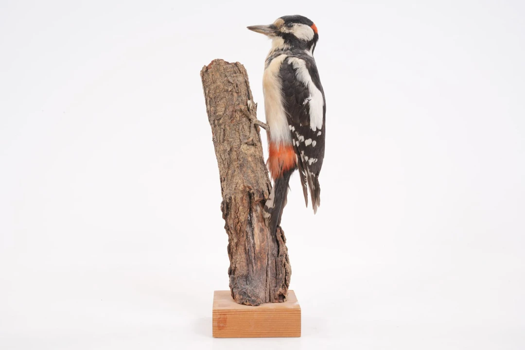 UPPSTOPPAD FÅGEL, hackspett, taxidermi