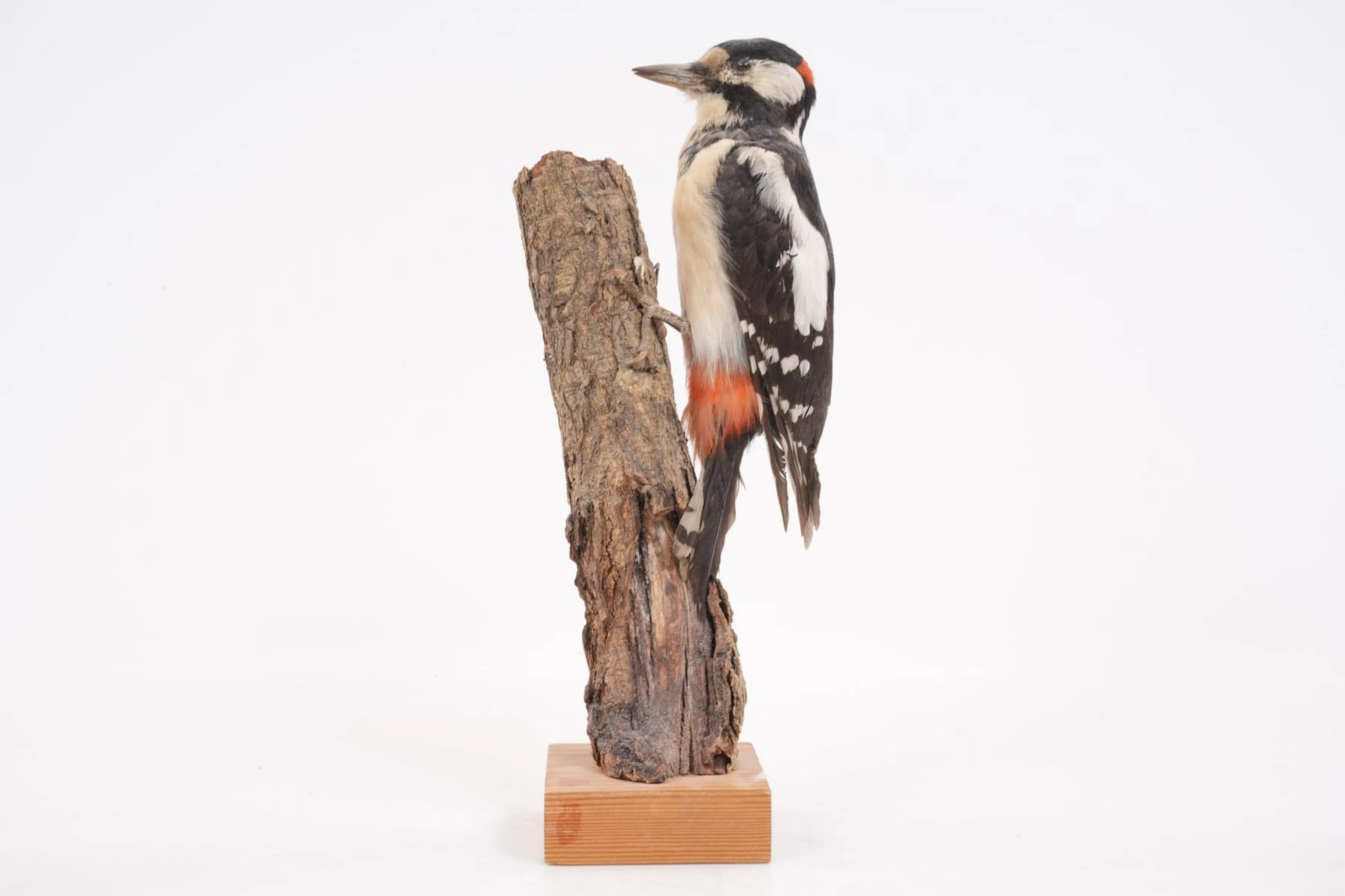 UPPSTOPPAD FÅGEL, hackspett, taxidermi