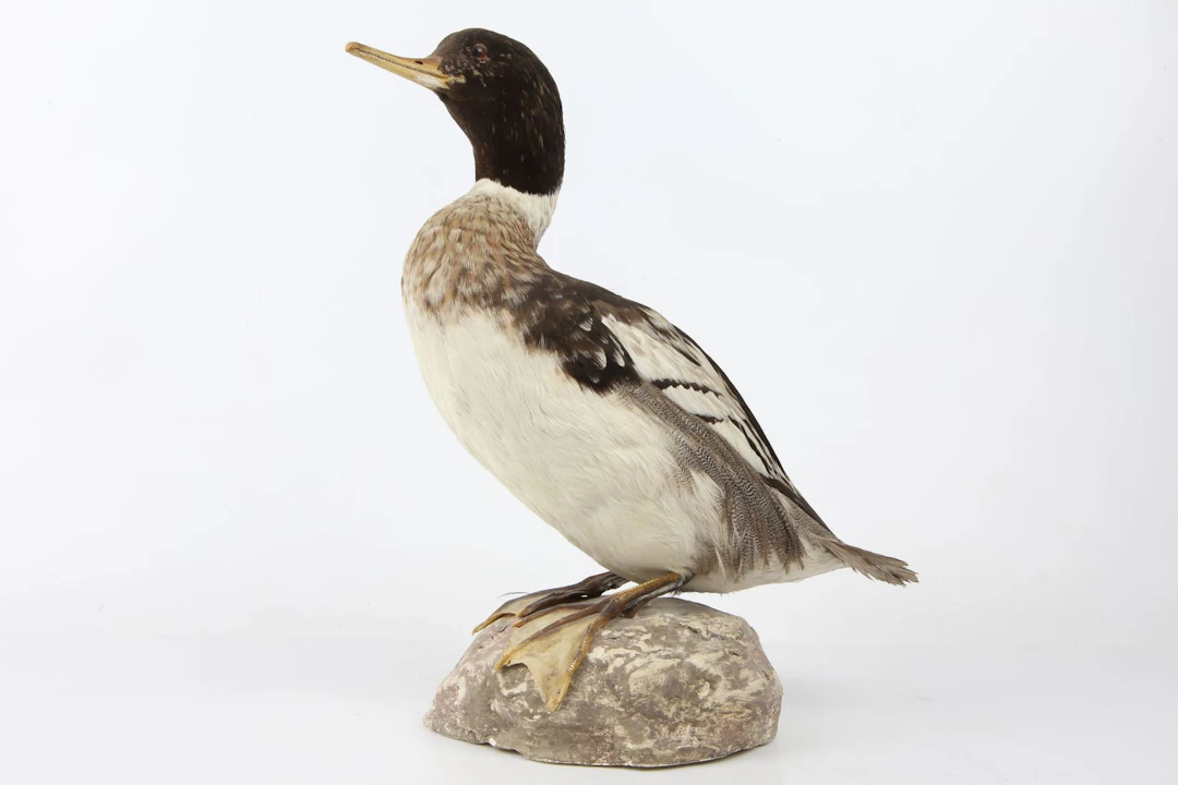 UPPSTOPPAD FÅGEL, storskrake, taxidermi