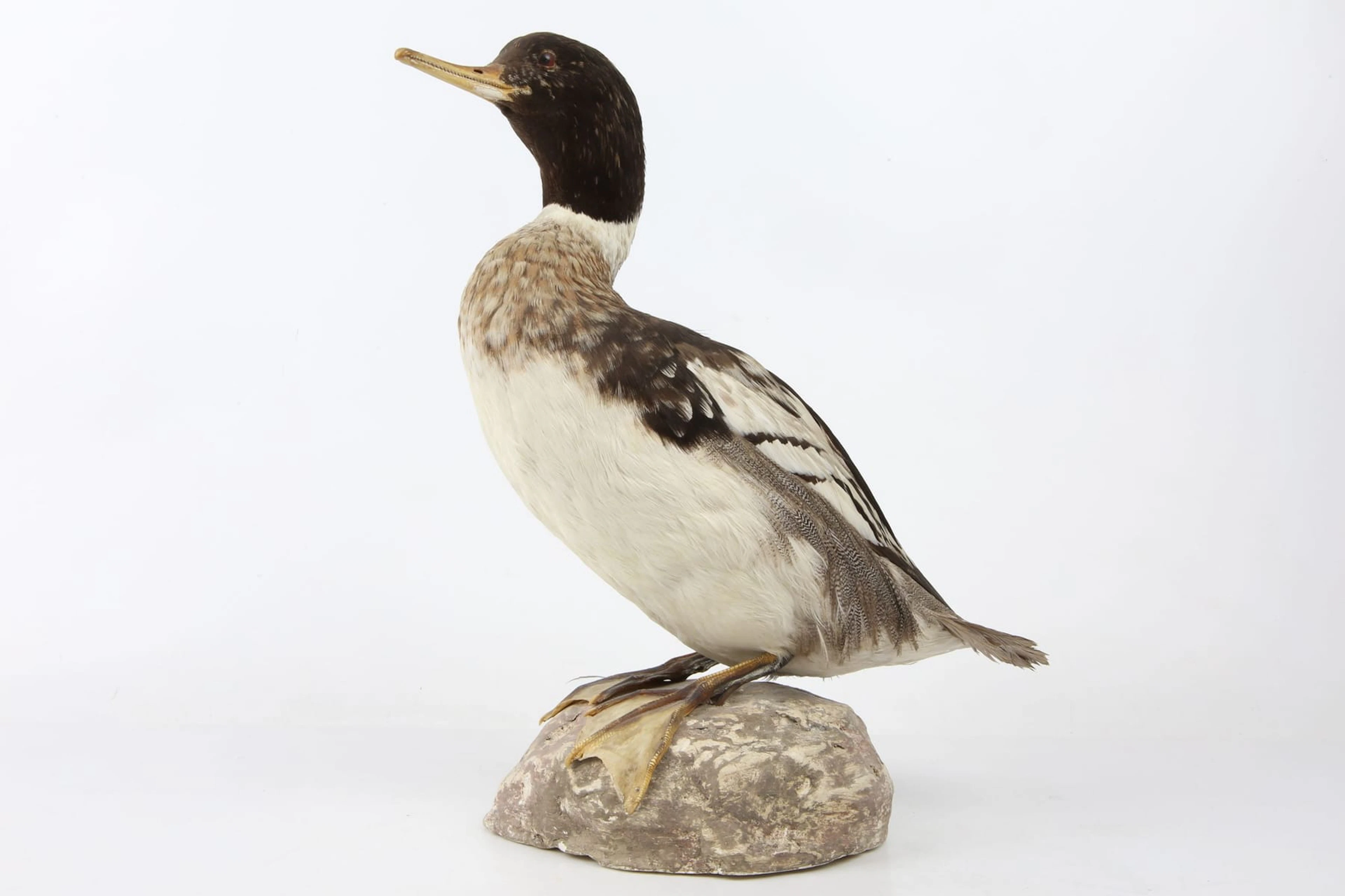 UPPSTOPPAD FÅGEL, storskrake, taxidermi