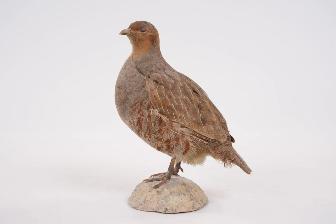UPPSTOPPAD FÅGEL, rapphöna, taxidermi