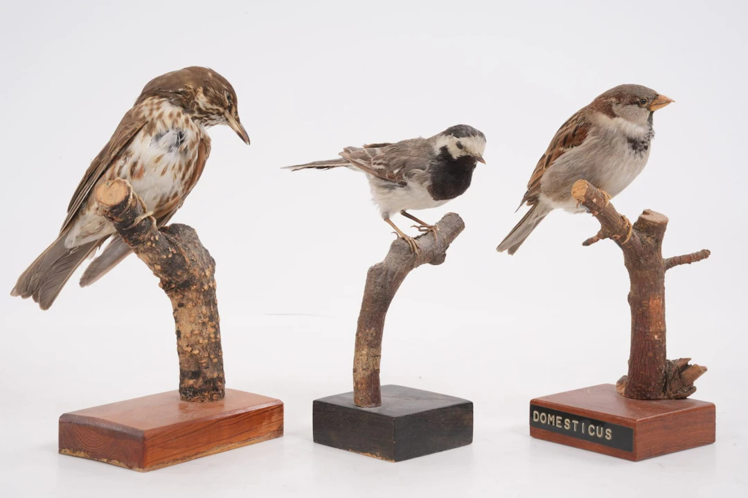 UPPSTOPPADE FÅGLAR, 3 st, taxidermi
