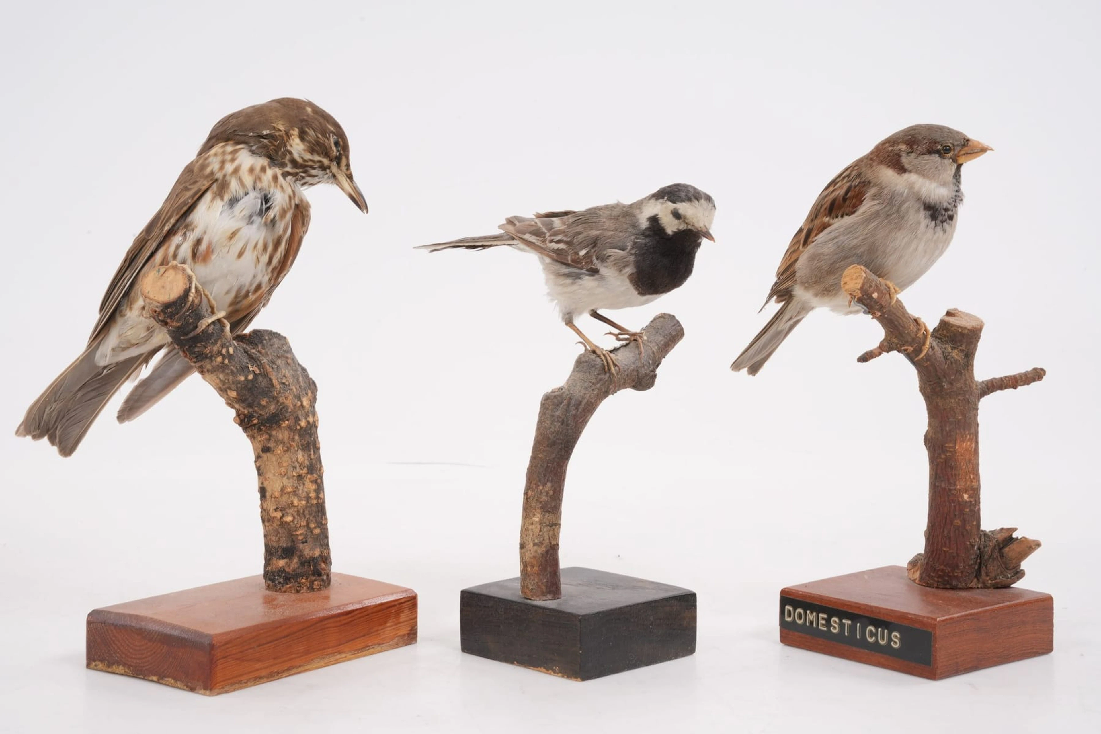 UPPSTOPPADE FÅGLAR, 3 st, taxidermi
