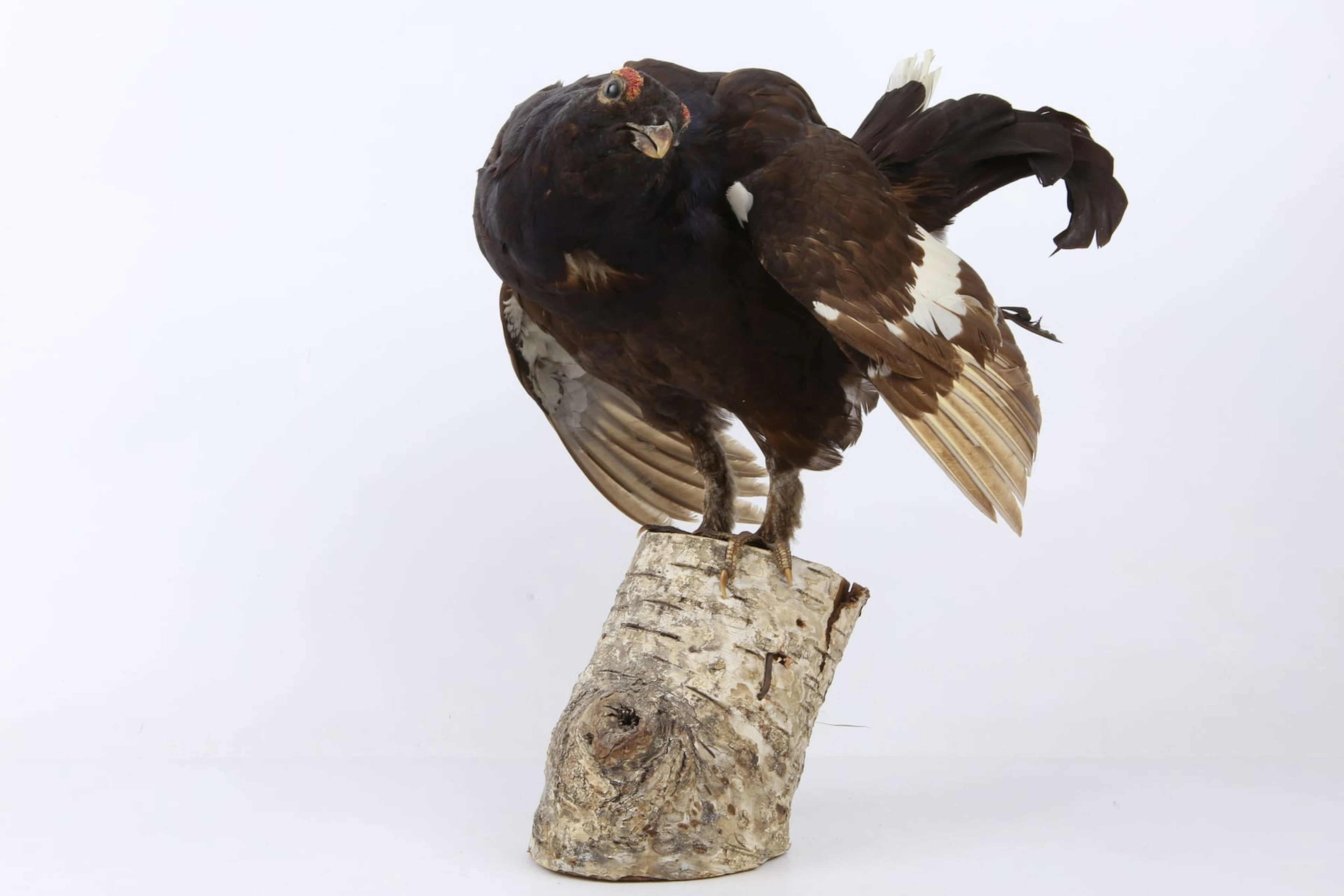 UPPSTOPPAD FÅGEL, tjäder, taxidermi