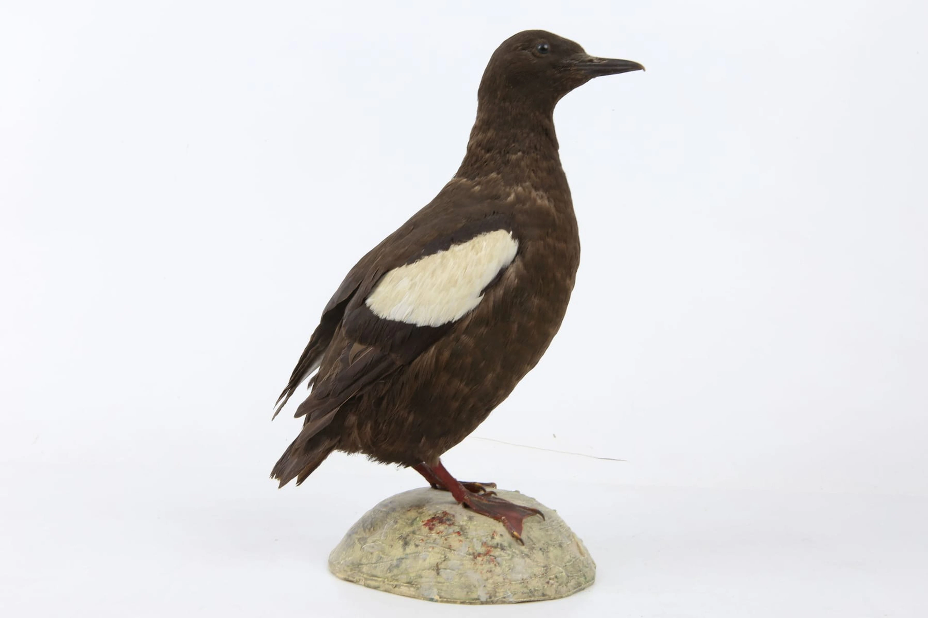 UPPSTOPPAD FÅGEL, tobisgrissla, taxidermi