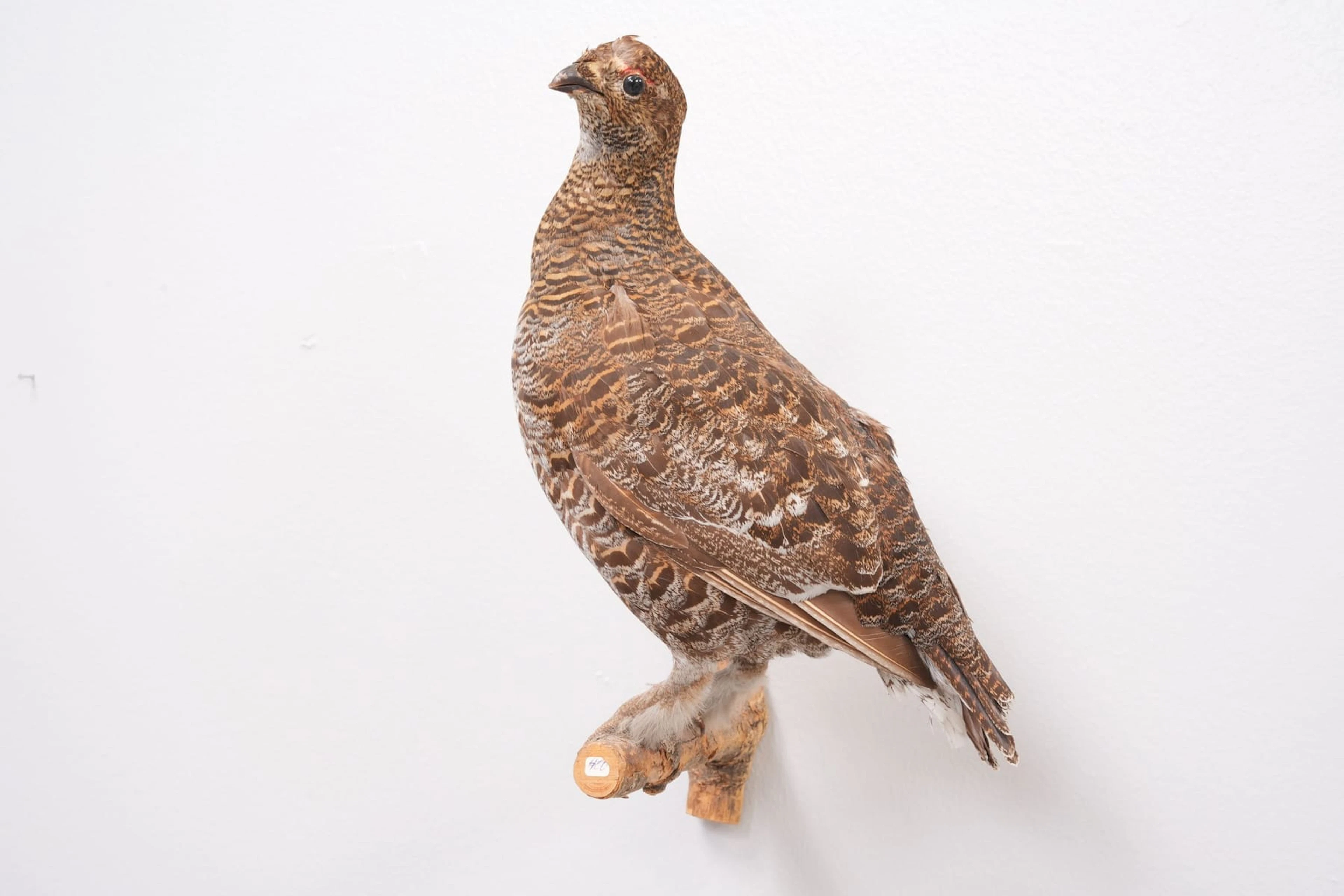 UPPSTOPPAD FÅGEL, orrhöna, taxidermi