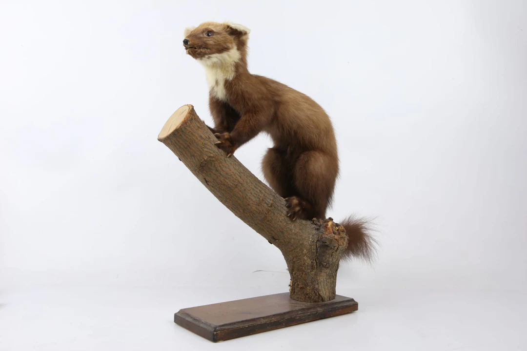 UPPSTOPPAD MÅRD, skogsmård, taxidermi