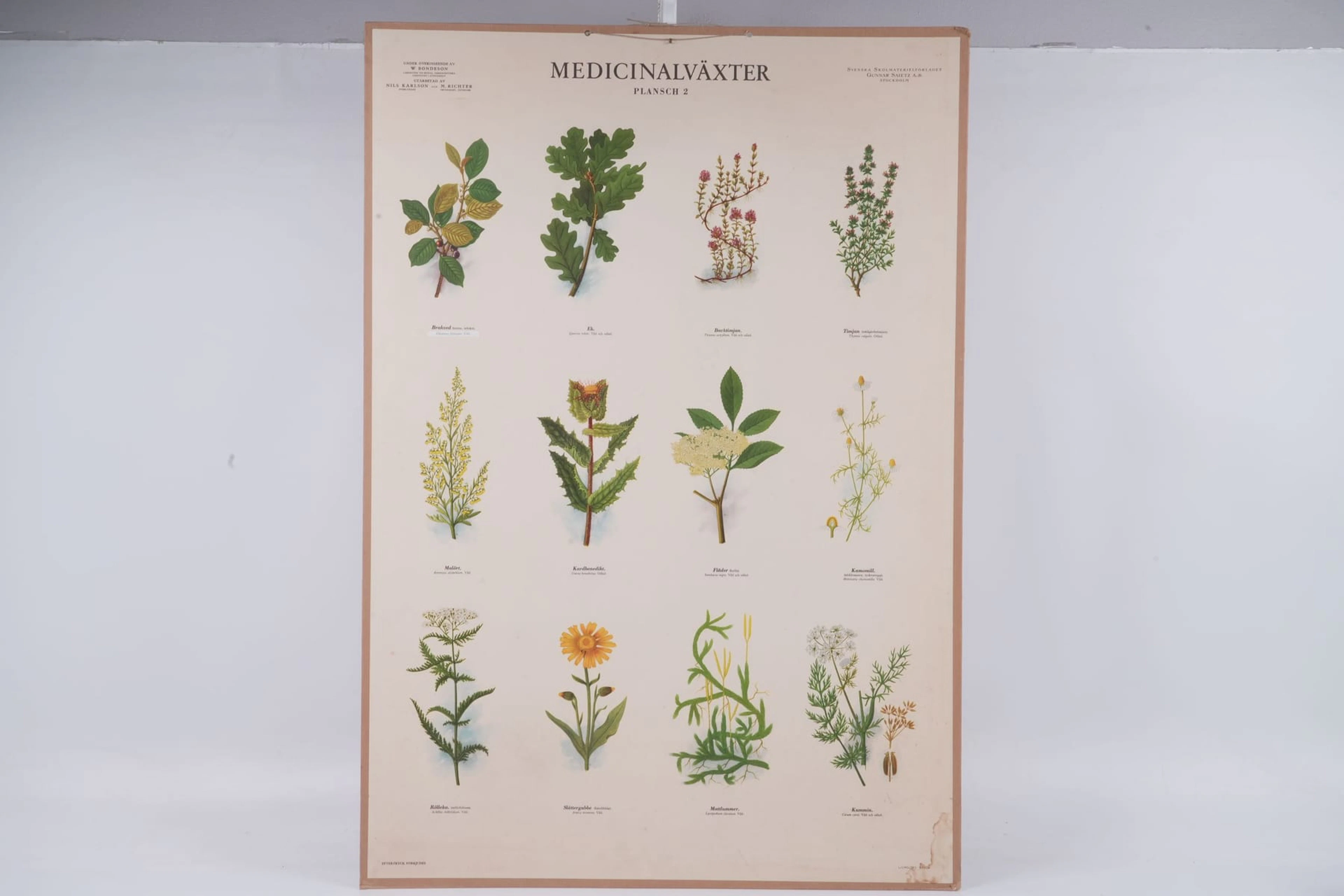 SKOLPLANSCH, "Medicinalväxter", Svenska skolmaterielförlaget, Stockholm
